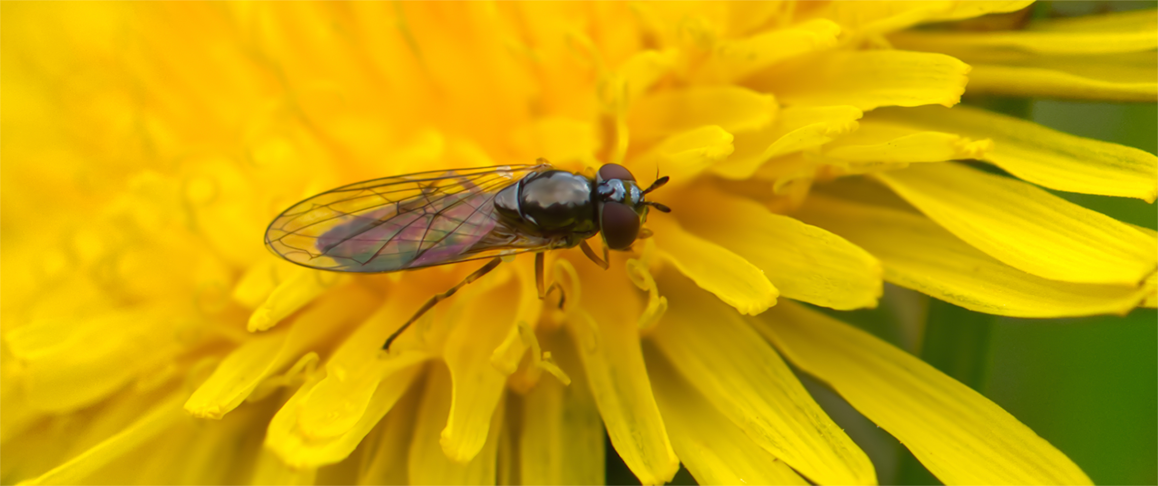 Schwebfliege (Platycheirus clypeatus)