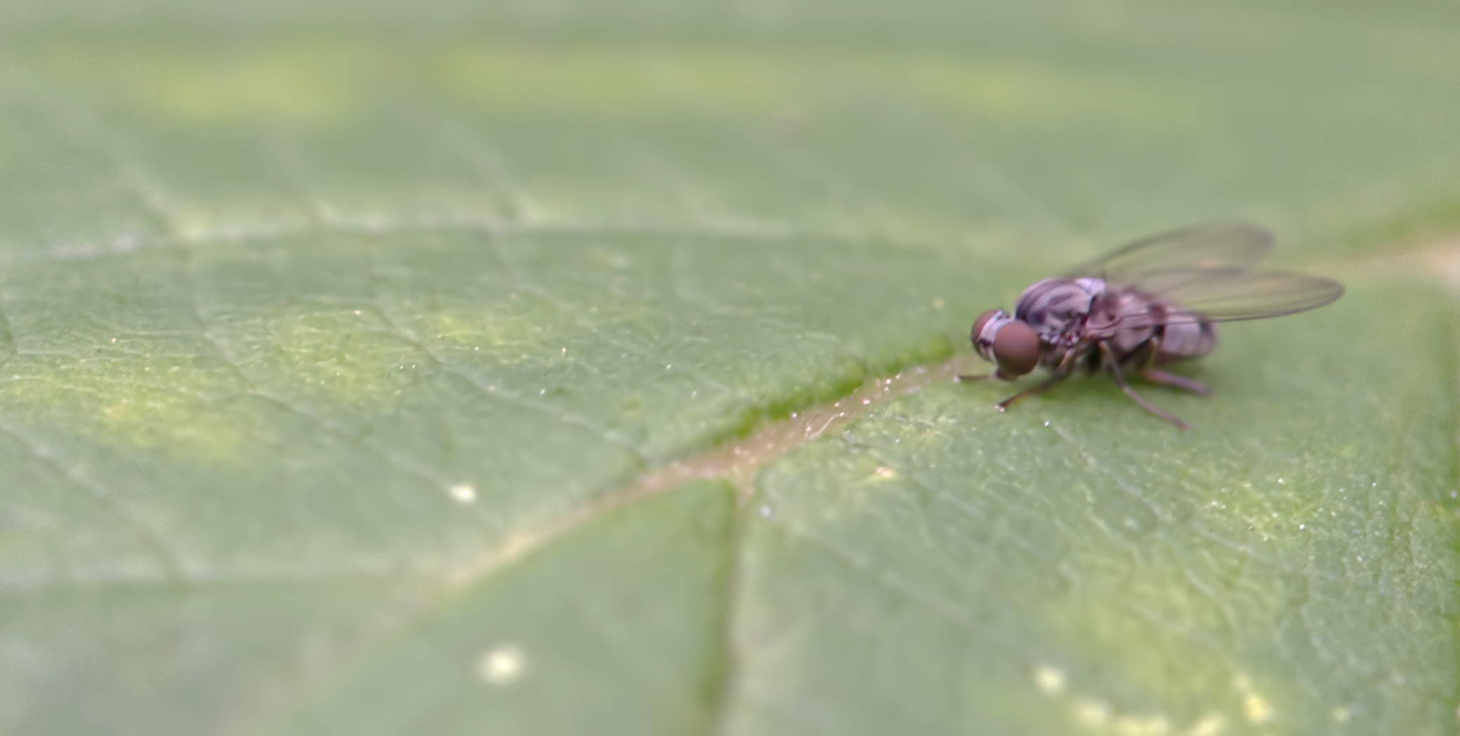 Tummelfliege (Polyporivora picta)