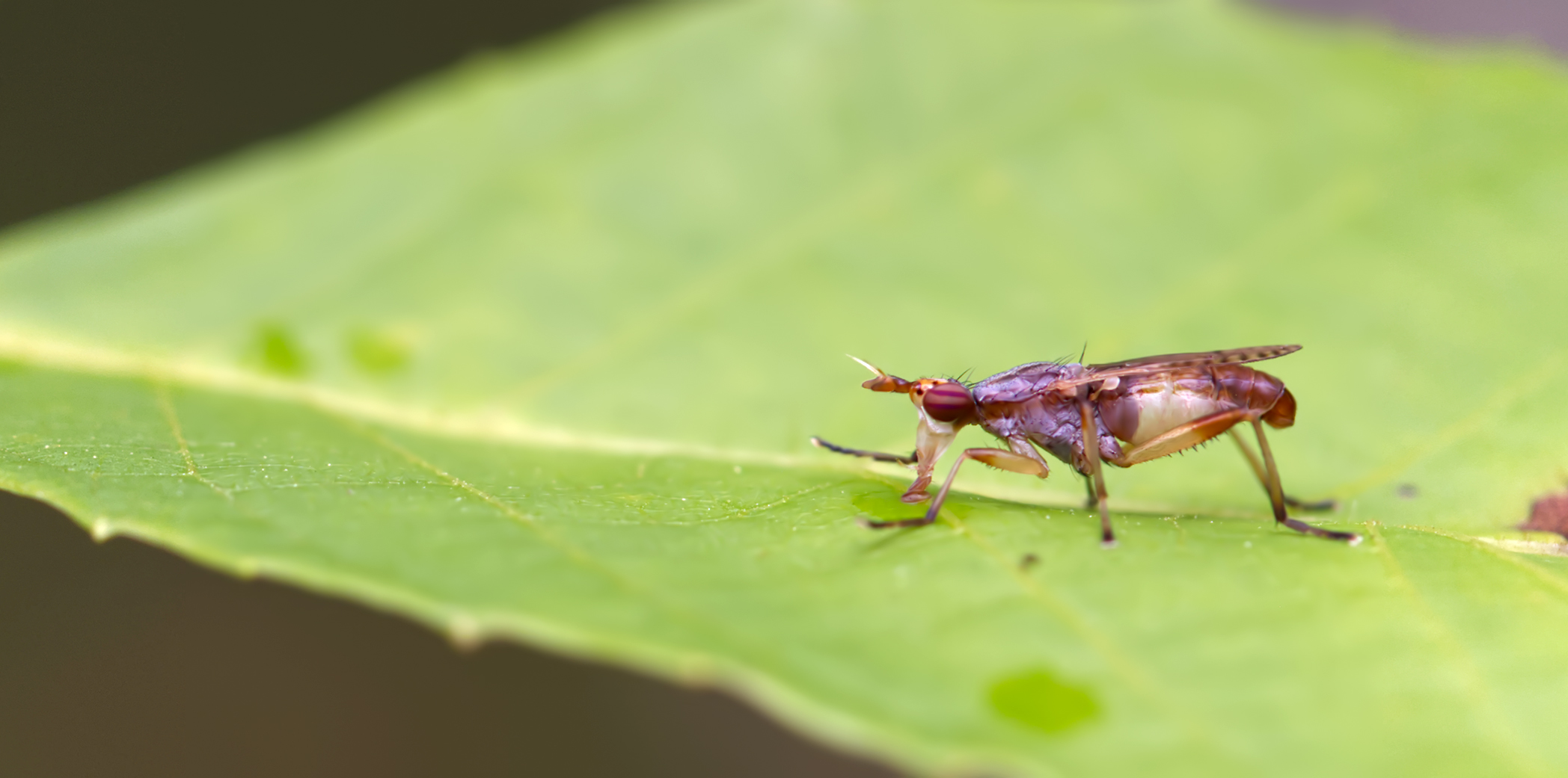 Hornfliege (Dichetophora obliterata)