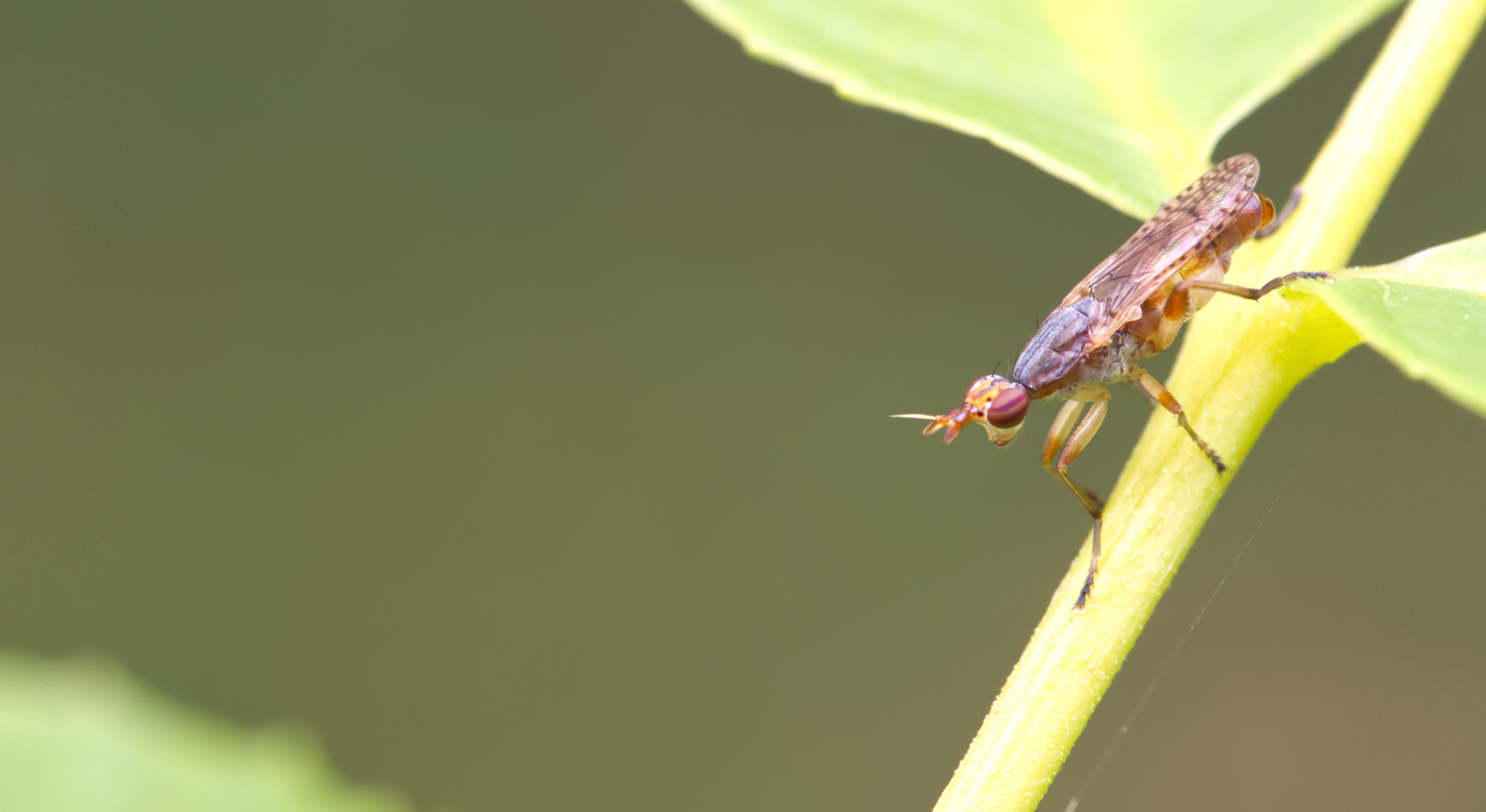 Hornfliege (Dichetophora obliterata02)