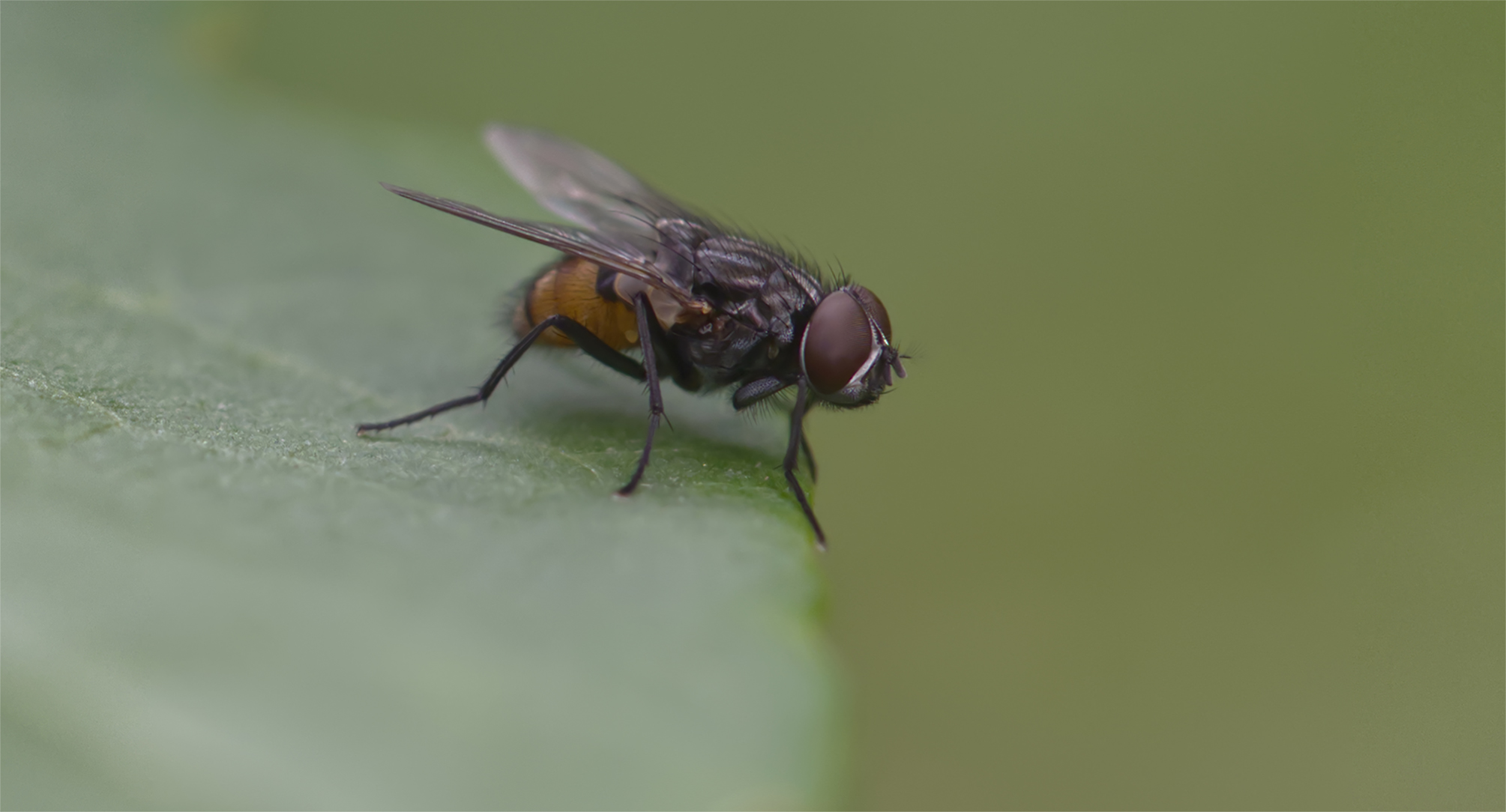 Herbstfliege (Musca autumnalis)