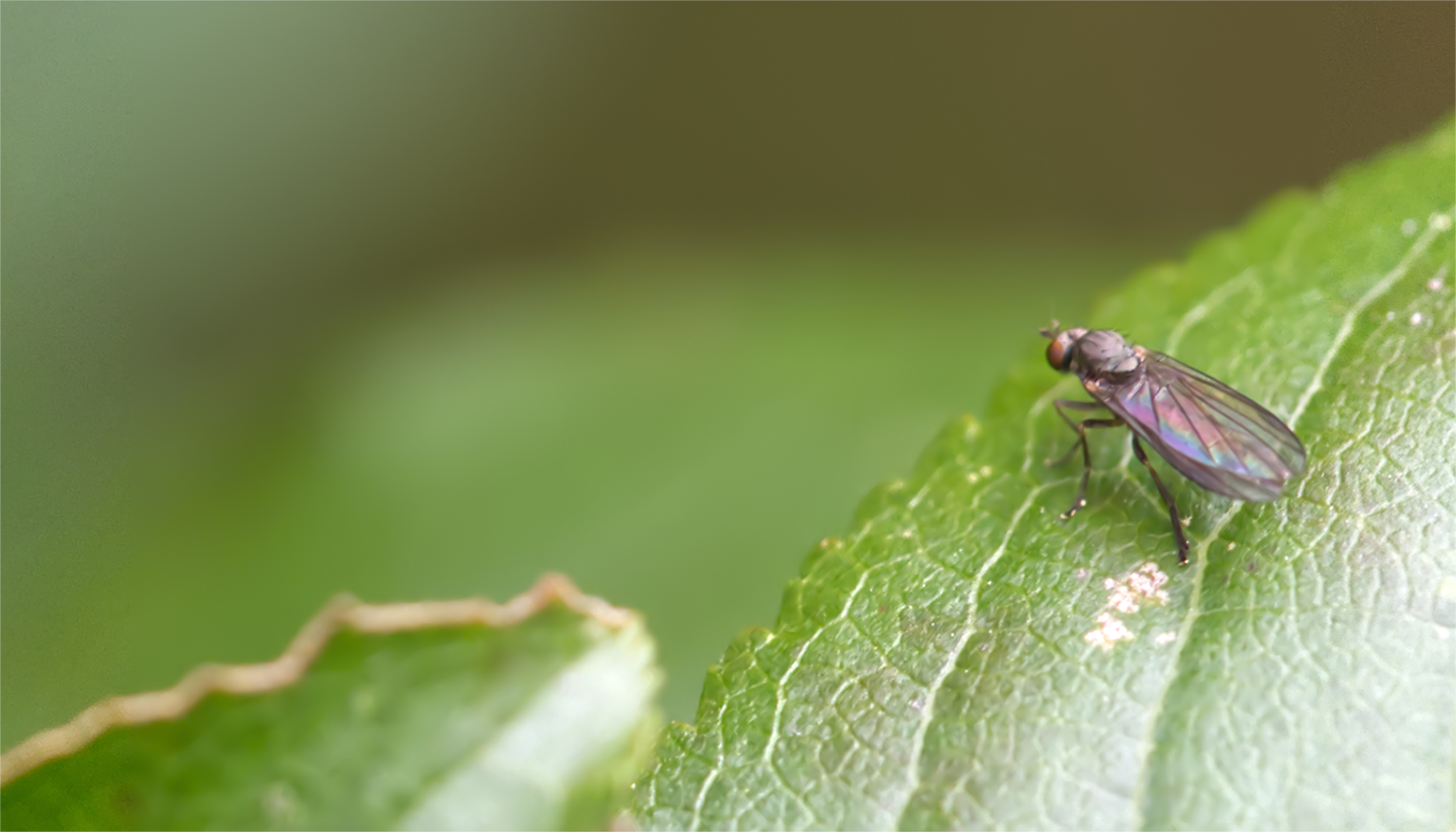Minierfliege (Phytomyza horticola)