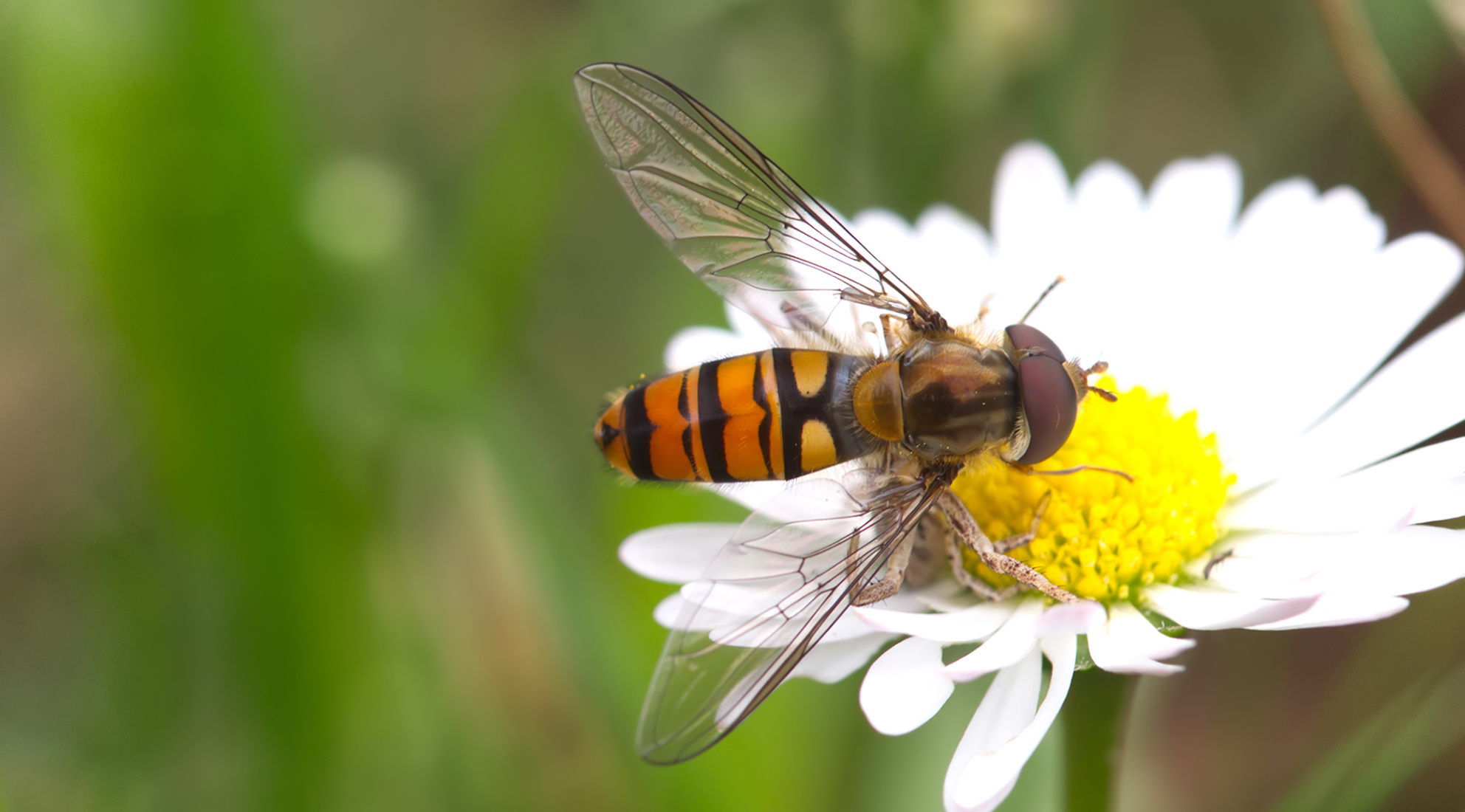 Hainschwebfliege (Episyrphus balteatus) als Opfer einer unbekannten Webspinne