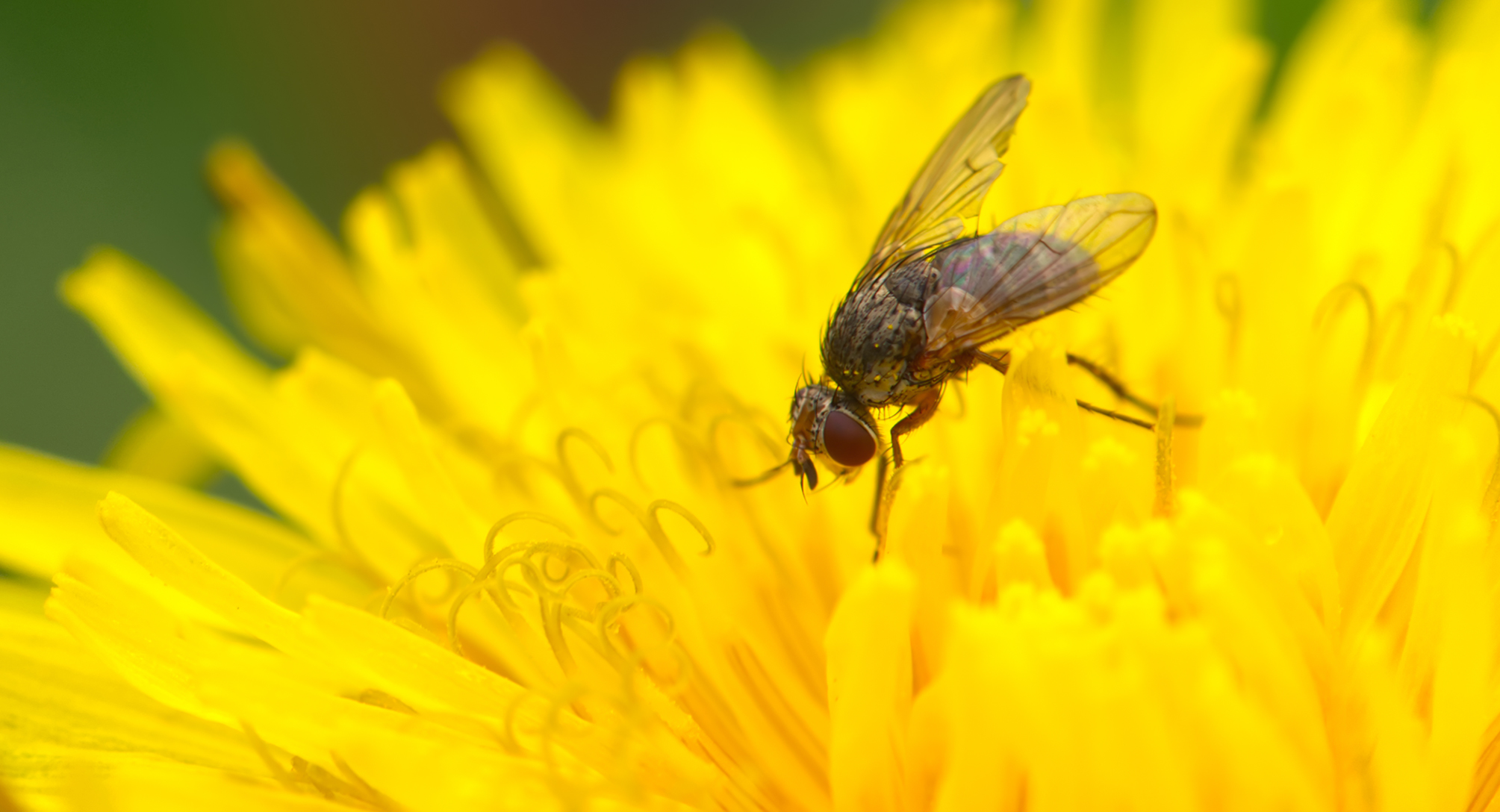 Raupenfliege (Siphona geniculata)