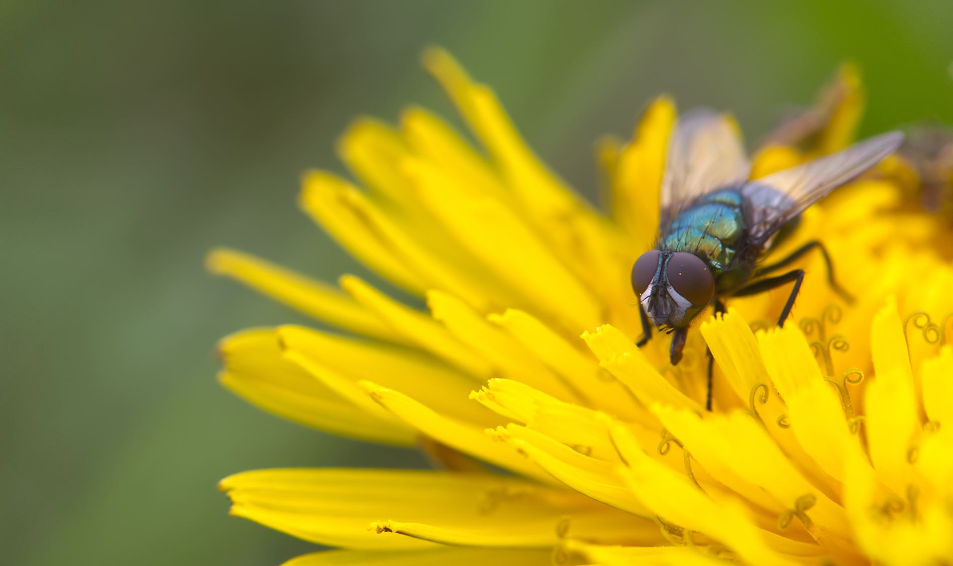 Echte Fliege (Neomyia cornicina02)