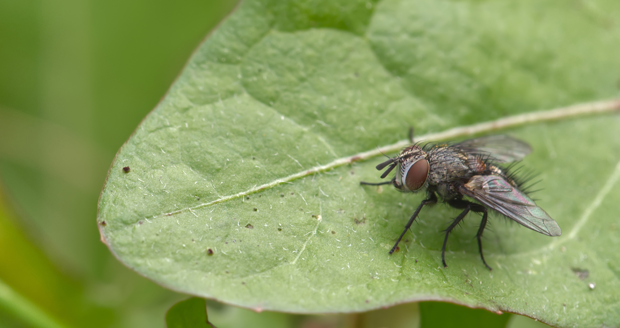 Raupenfliege (Allophorocera ferruginea)