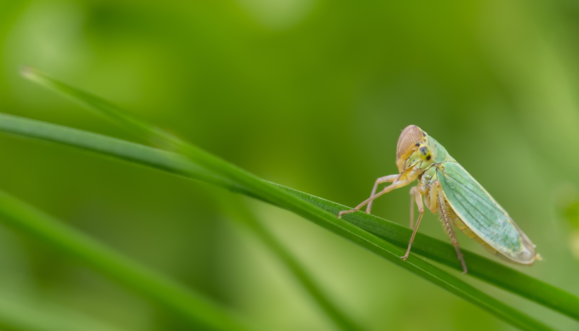 Binsenschmuckzikade (Cicadella viridis)