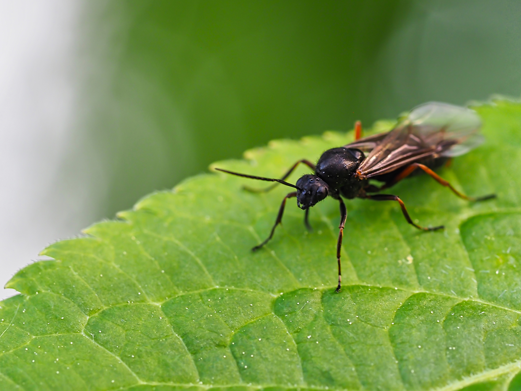 Ameisen-Geschlechtstier (wahrscheinlich Männchen einer Wegeameisenaer 'Lasius')