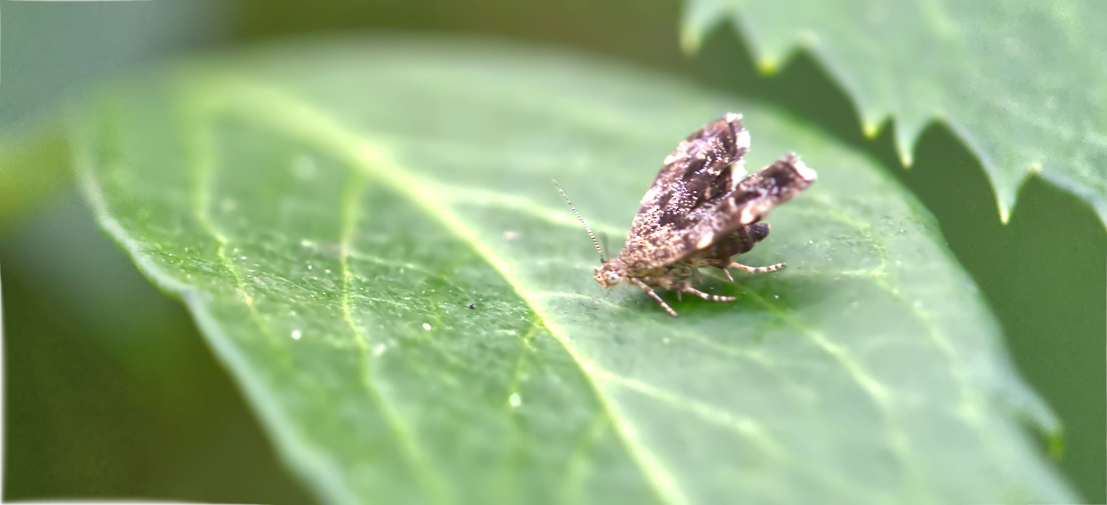 Brennnessel-Spreizflügelfalter (Anthophila fabriciana)