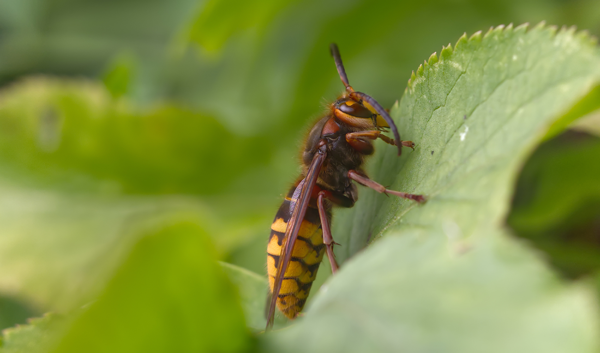 Europäische Hornisse (Vespa crabro)