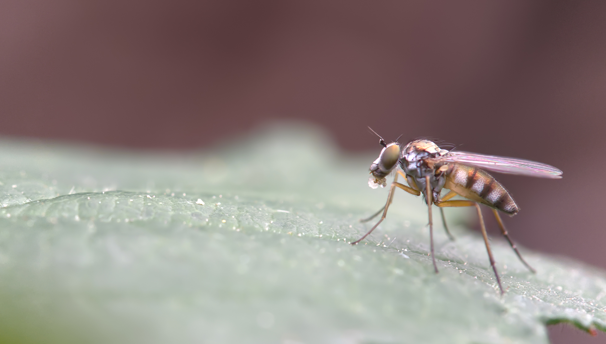 Langbeinfliege (Campsicnemus scambus)
