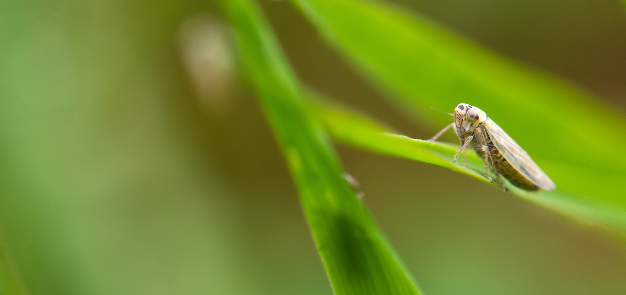 Knaulgraszirpe (Cicadula persimilis)