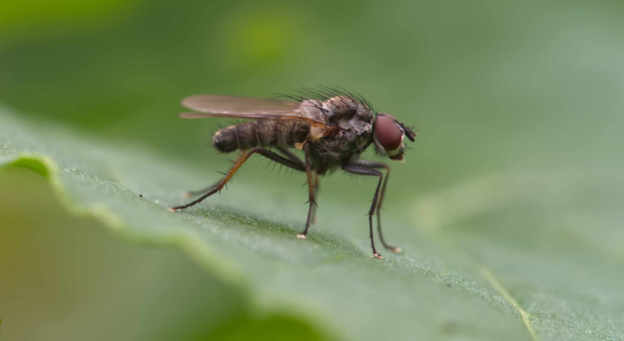 Blumenfliege (Delia radicum)