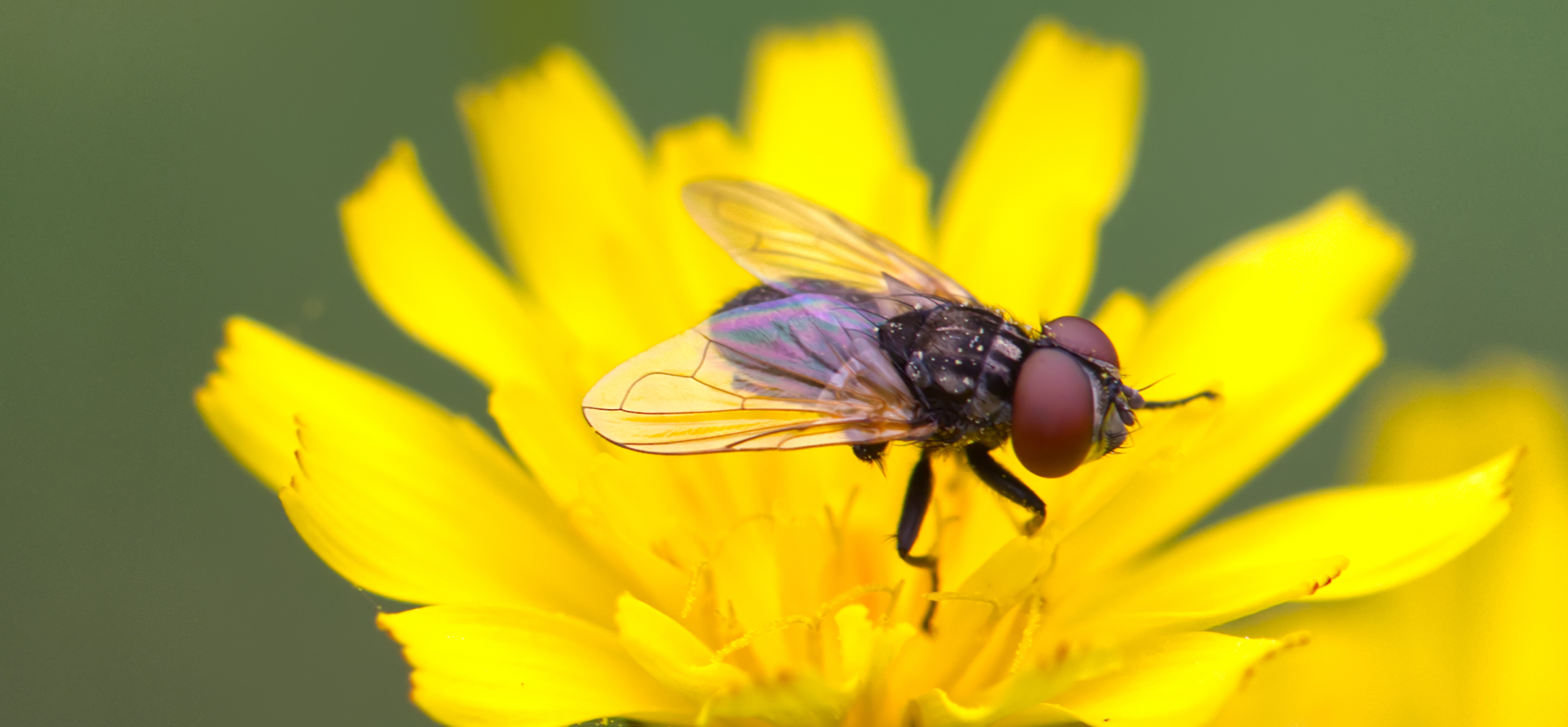 Raupenfliege (Phasia obesa)