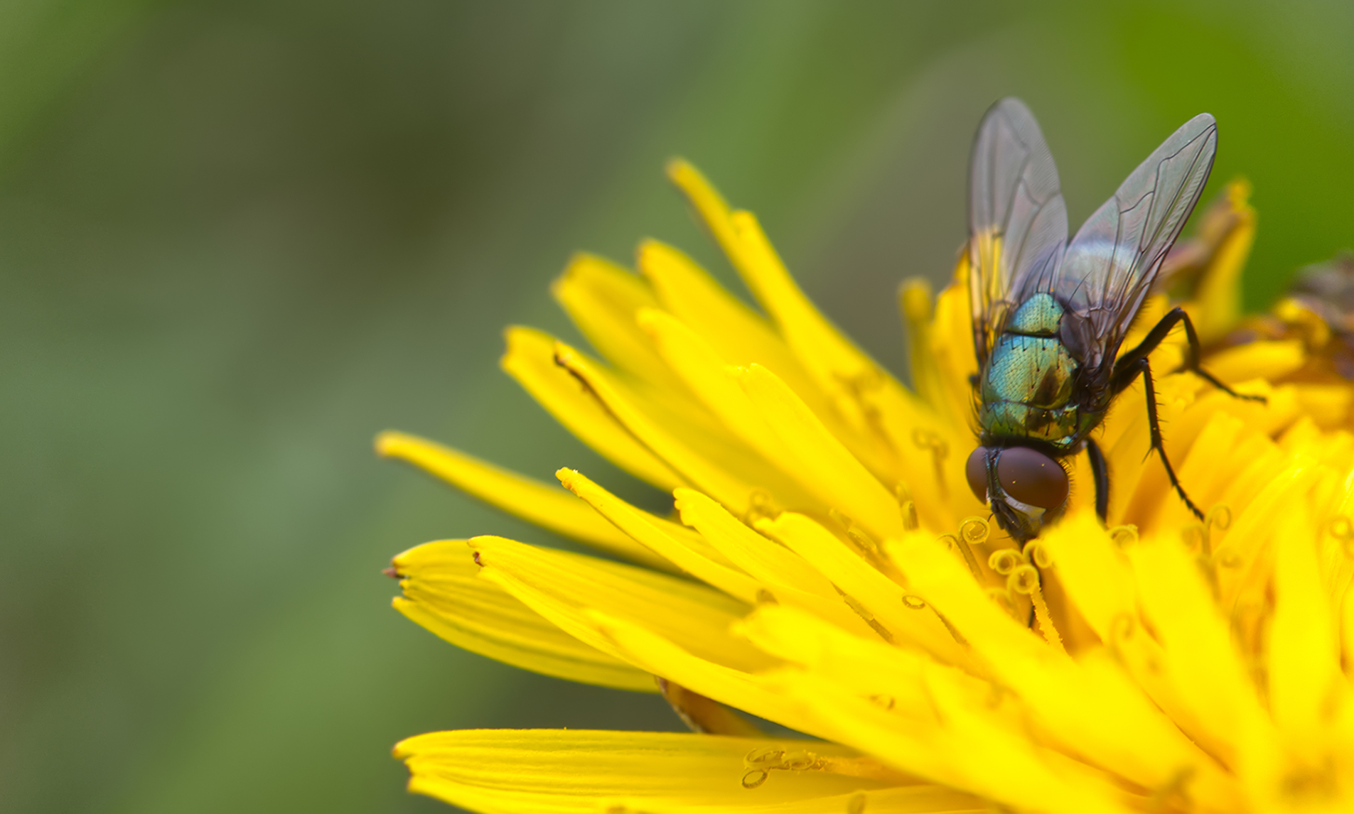 Echte Fliege (Neomyia cornicina02)