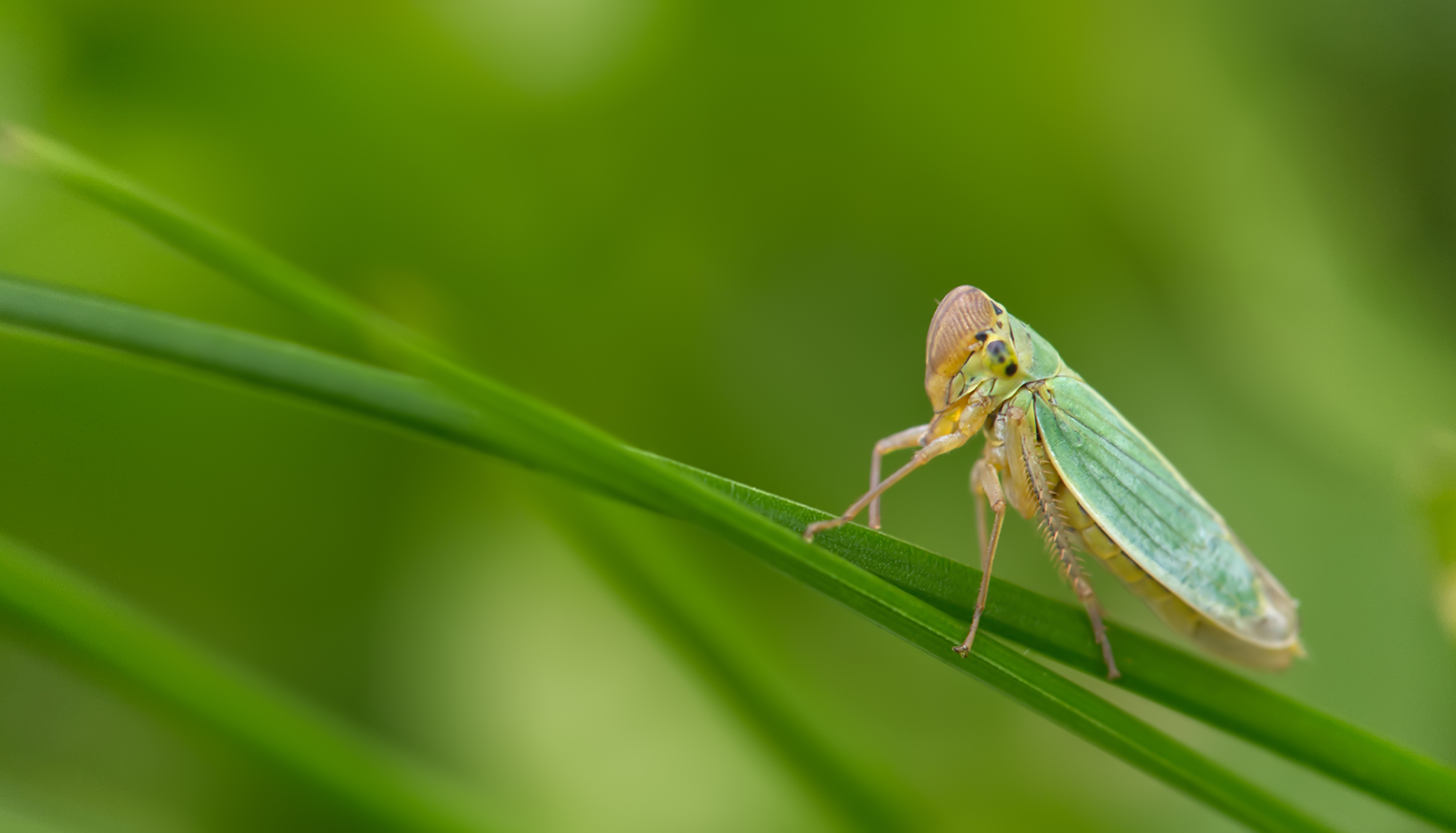 Binsenschmuckzikade (Cicadella viridis)