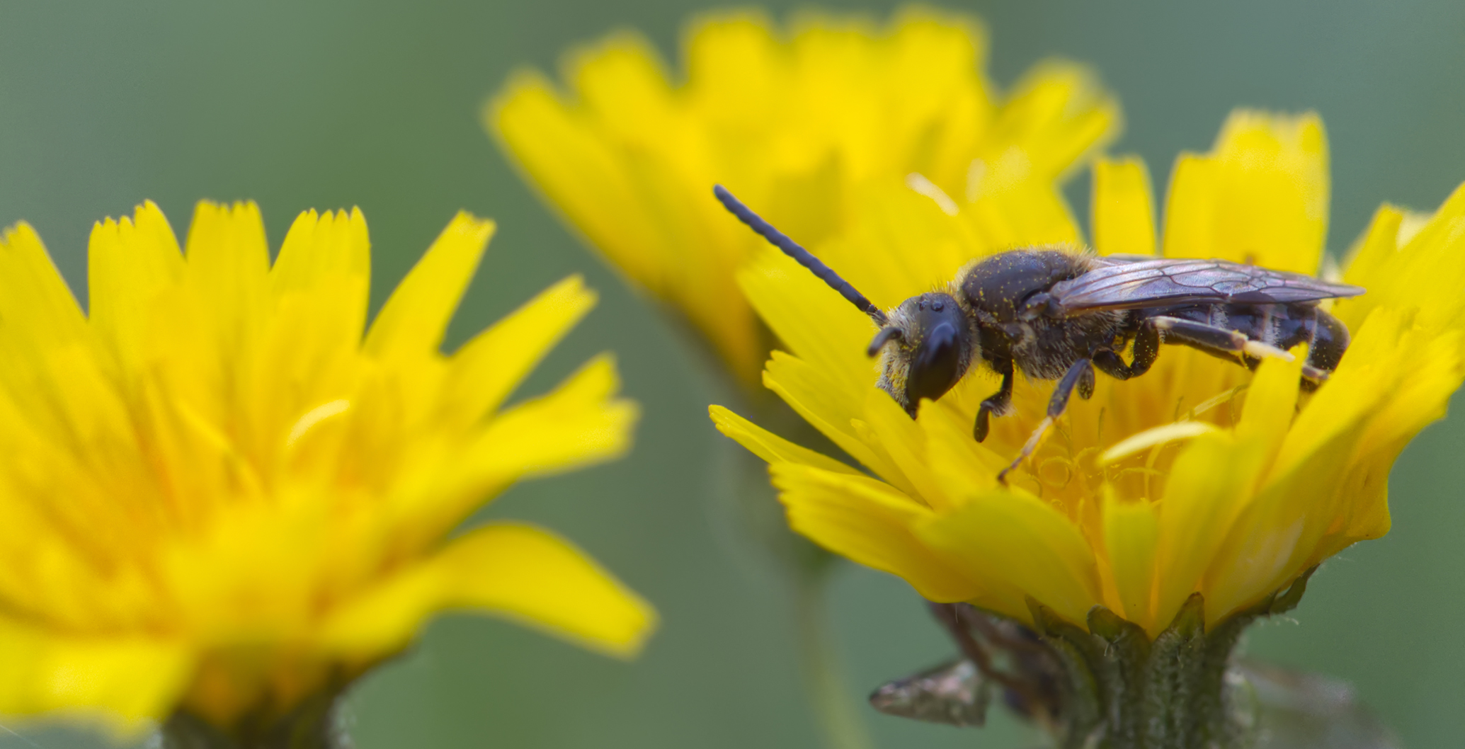 Schwarze Köhlersandbiene (Andrena pilipes)