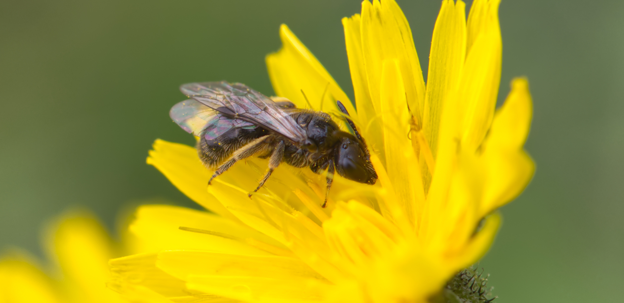 Sandbiene, schwer bestimmbar (Andrena spec.)