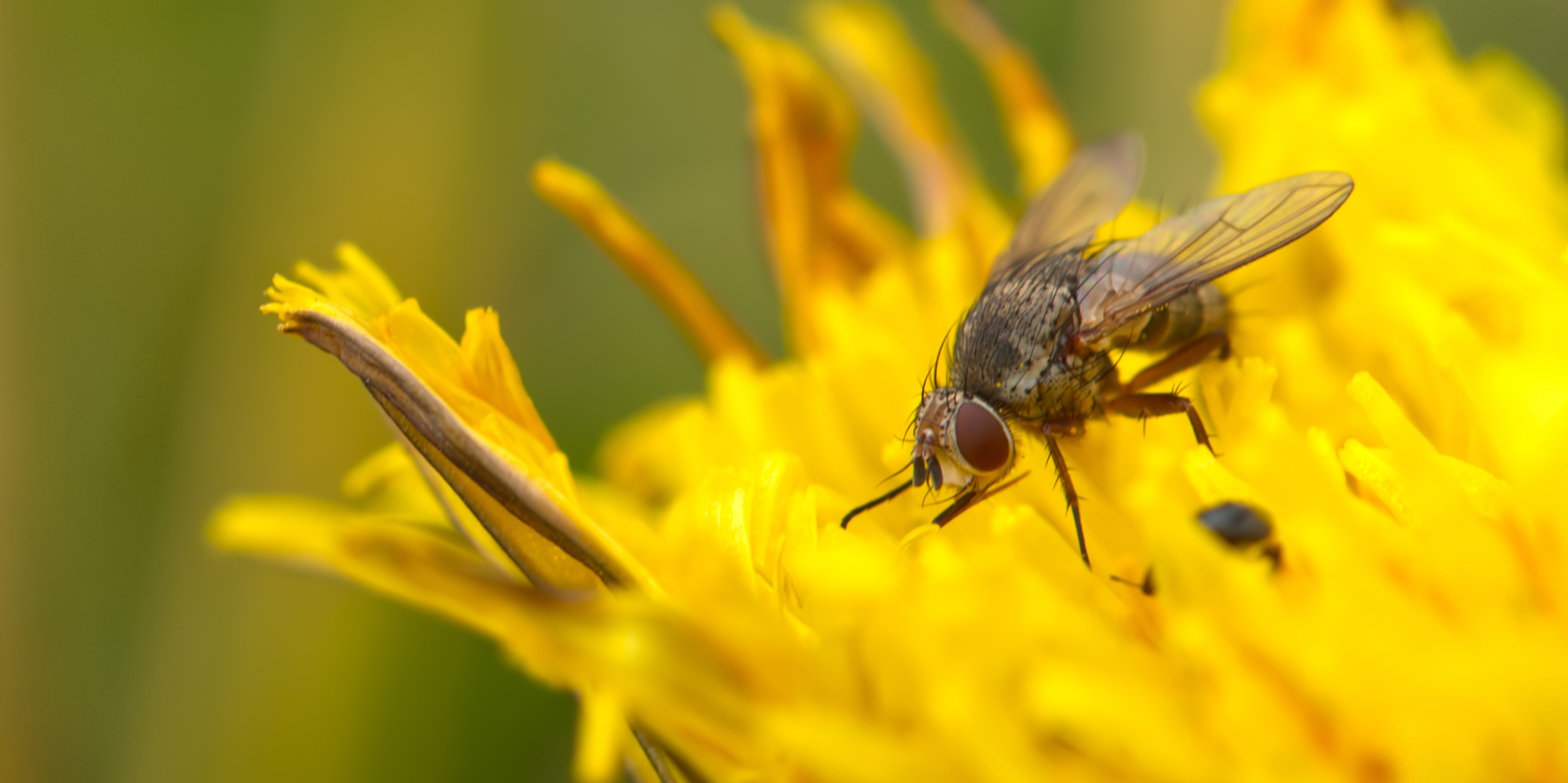 Raupenfliege (Siphona geniculata)