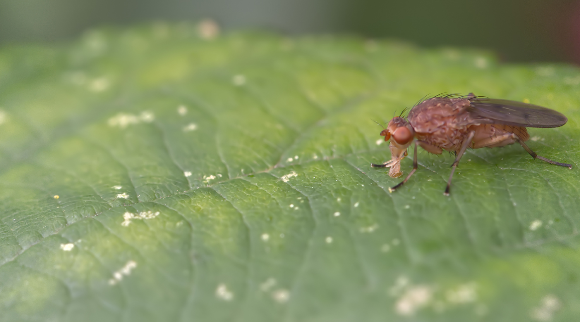 Scheufliege (Suillia affinis)