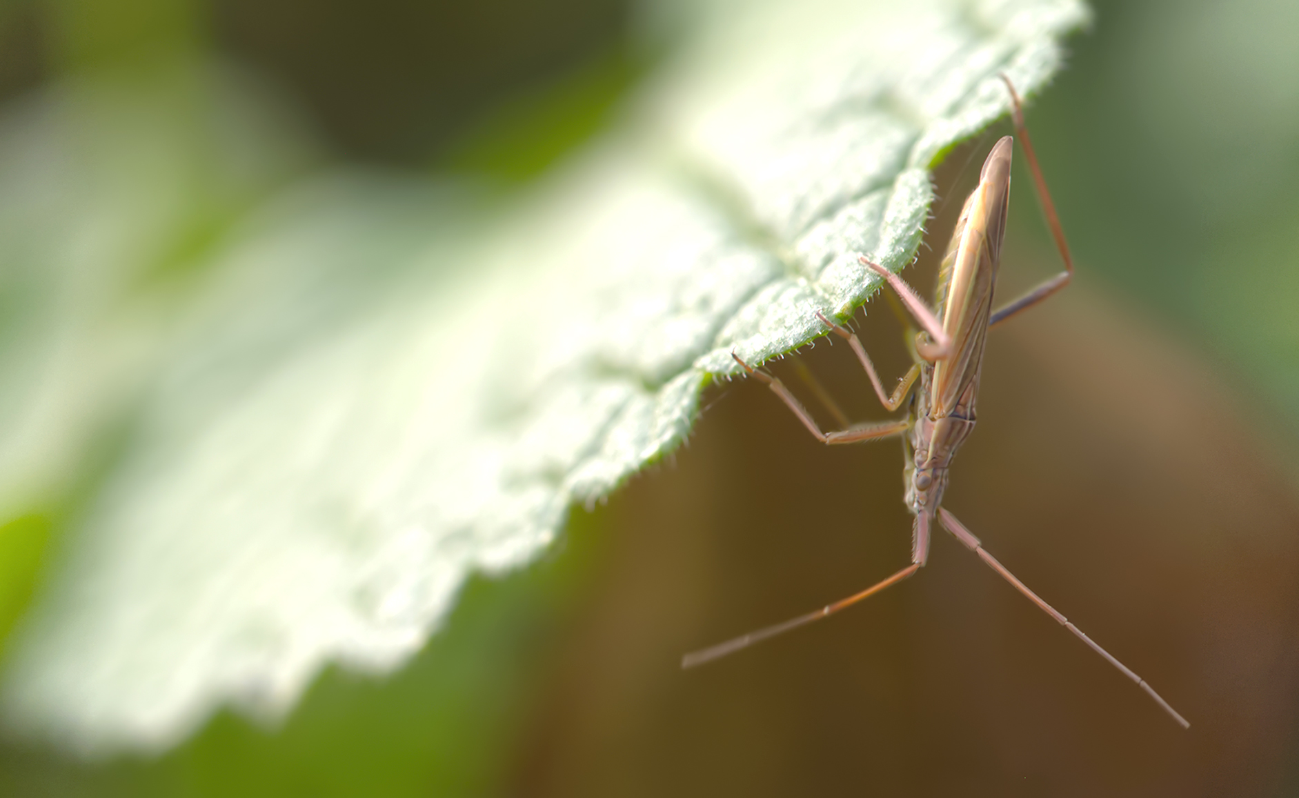Wiesen-Schmalwanze (Stenodema holsata)