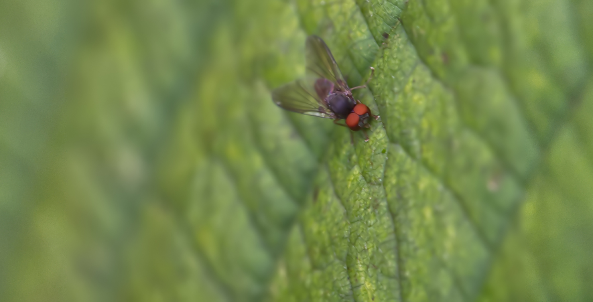 Tummelfliege (Callomyia amoena01)