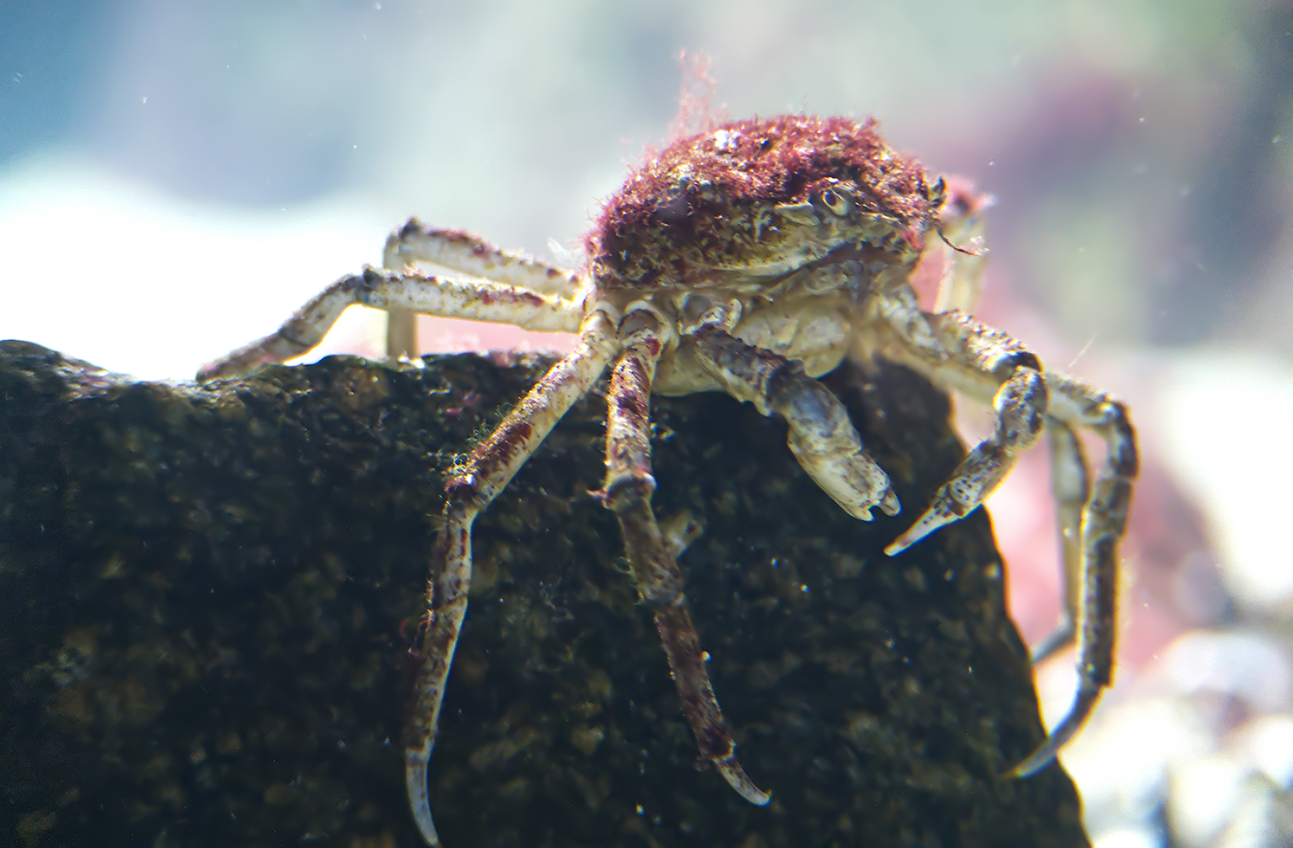 Nordische Seespinne (Hyas araneus)
