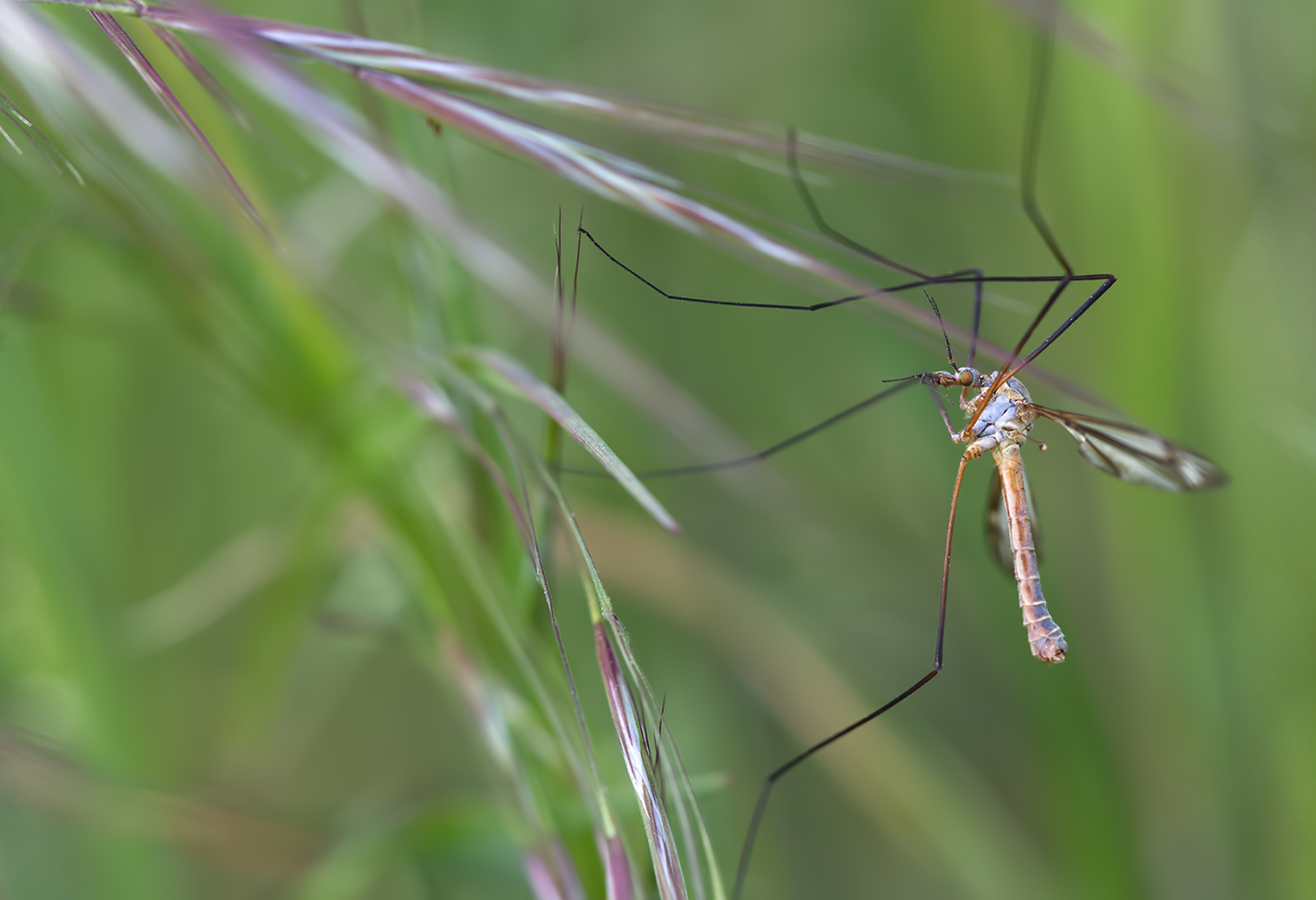 Frühlingsschnake02 (Tipula vernalis)