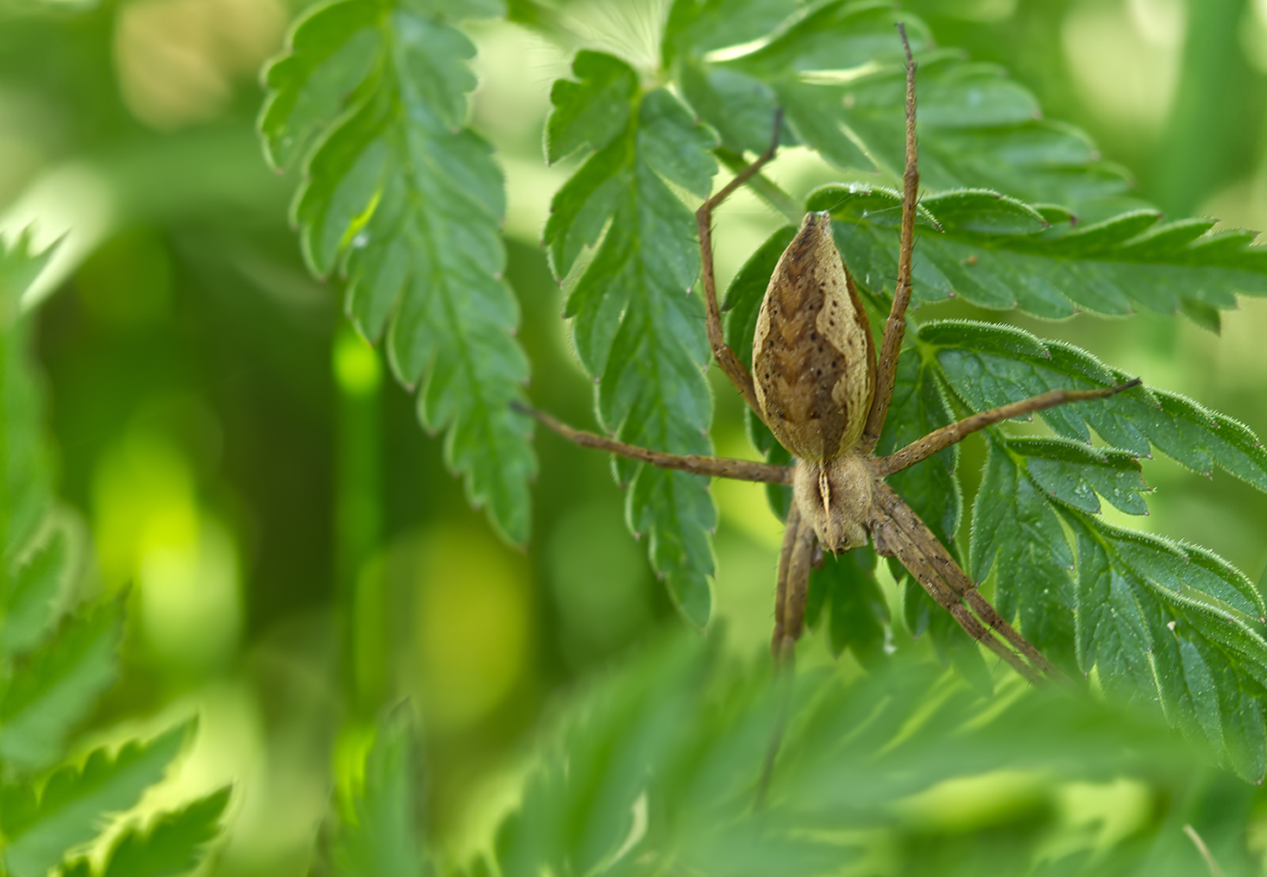 Listspinne (Pisaura mirabilis)