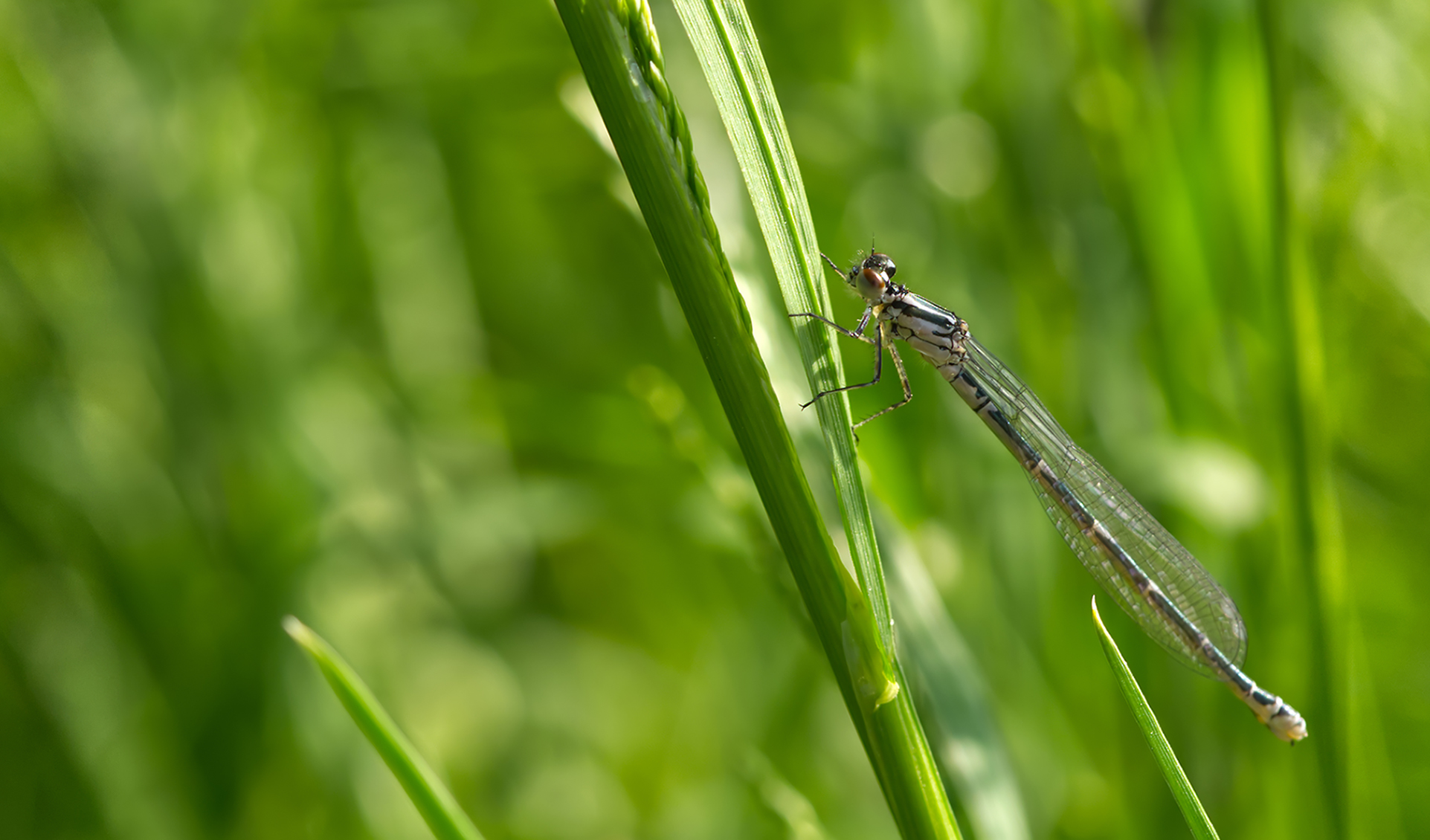 Zwerglibelle (Nehalennia speciosa)
