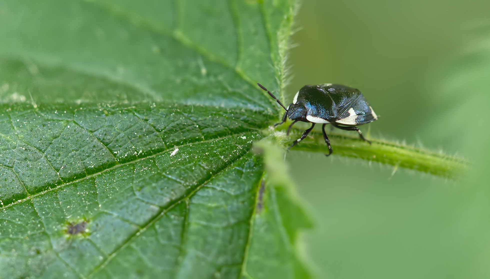 Gefleckte Schwarznesselwanze (Tritomegas sexmaculatus)