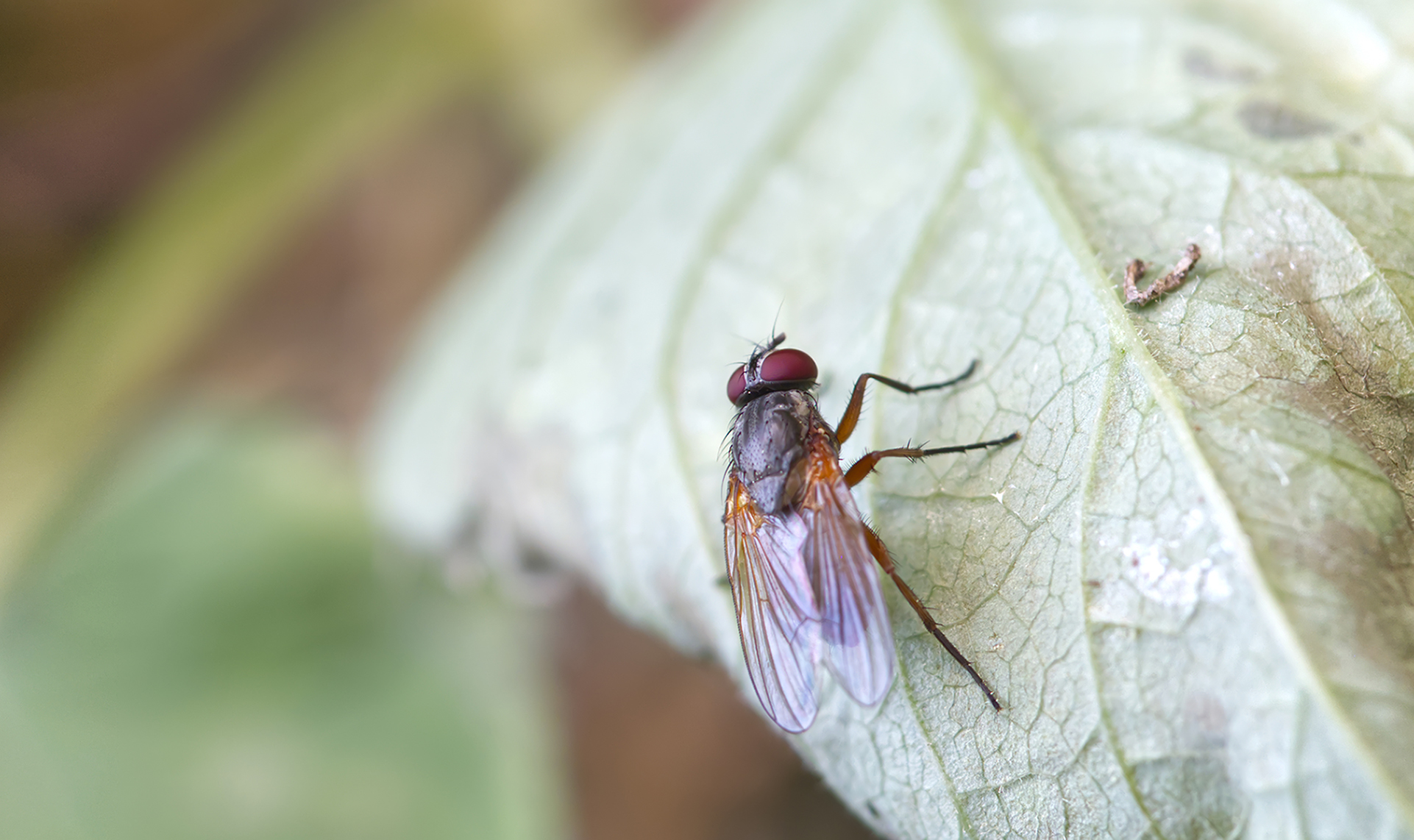 Echte Fliege (Helina depuncta)