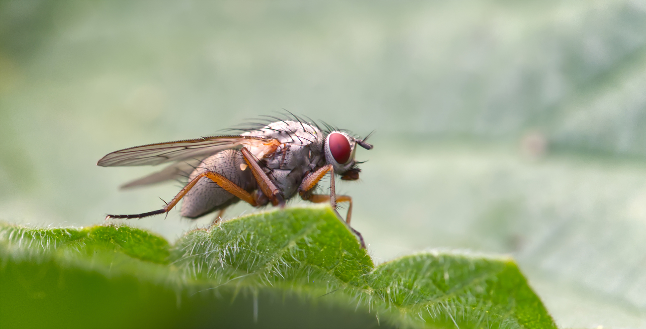 Echte Fliege (Coenosia pumila)