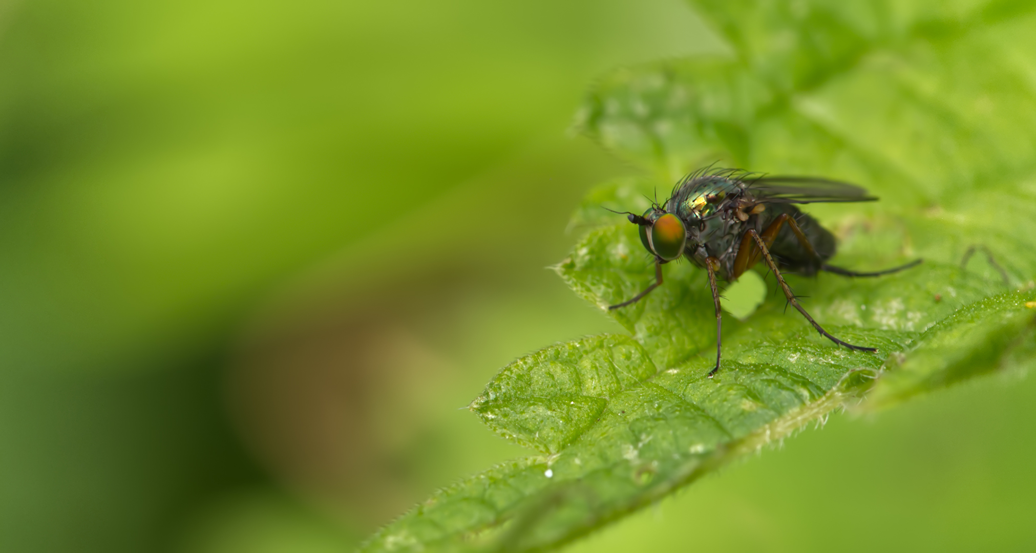 Langbeinfliege (Dolichopus claviger)