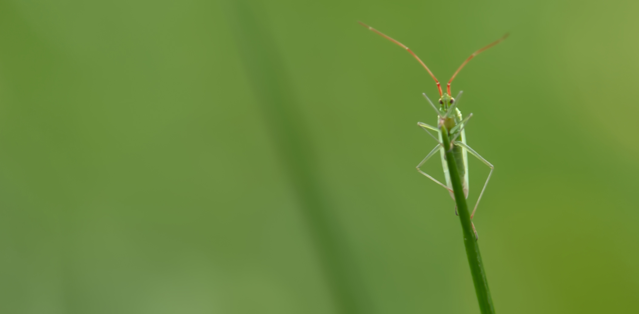 Weichwanze (Trigonotylus caelestialium)