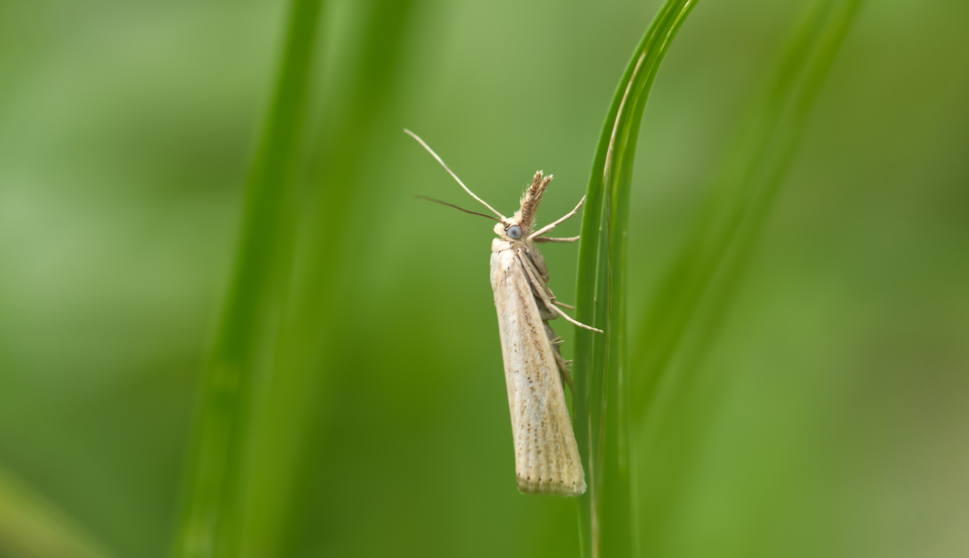 Weißer Graszünsler (Crambus perlella)
