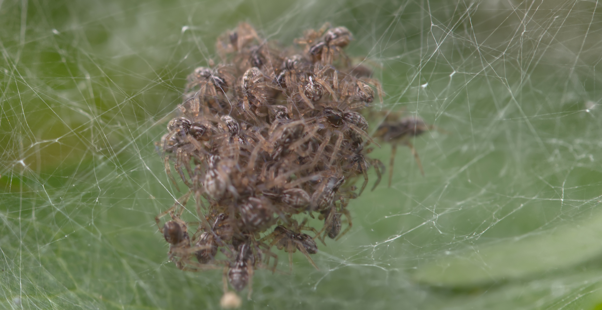 Junge Listspinnen (Pisaura mirabilis)
