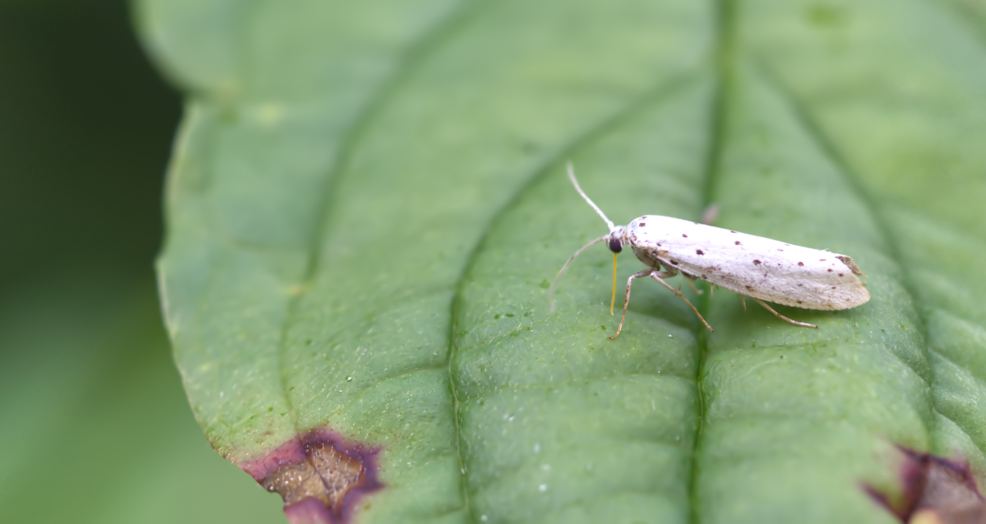 Apfel-Gespinstmotte (Yponomeuta malinellus)
