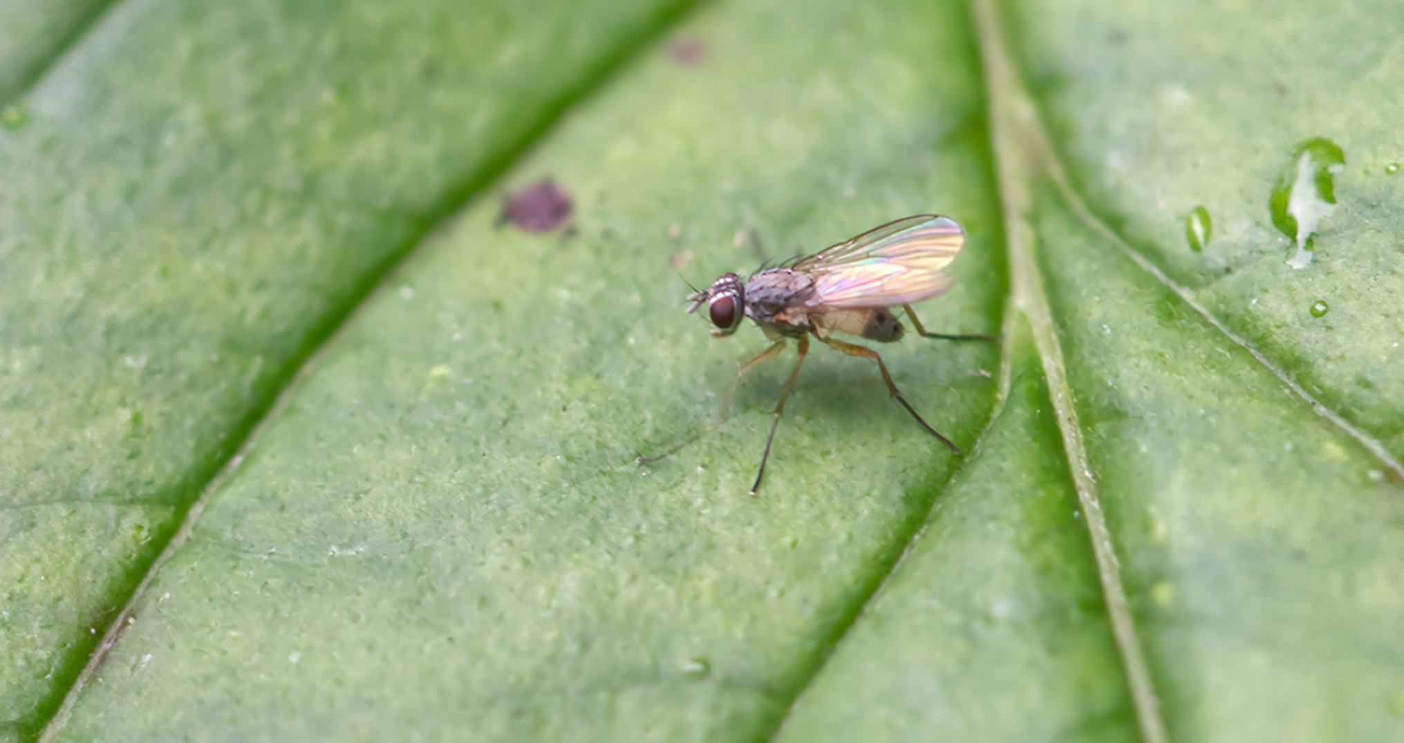 Echte Fliege (Coenosia mollicula)