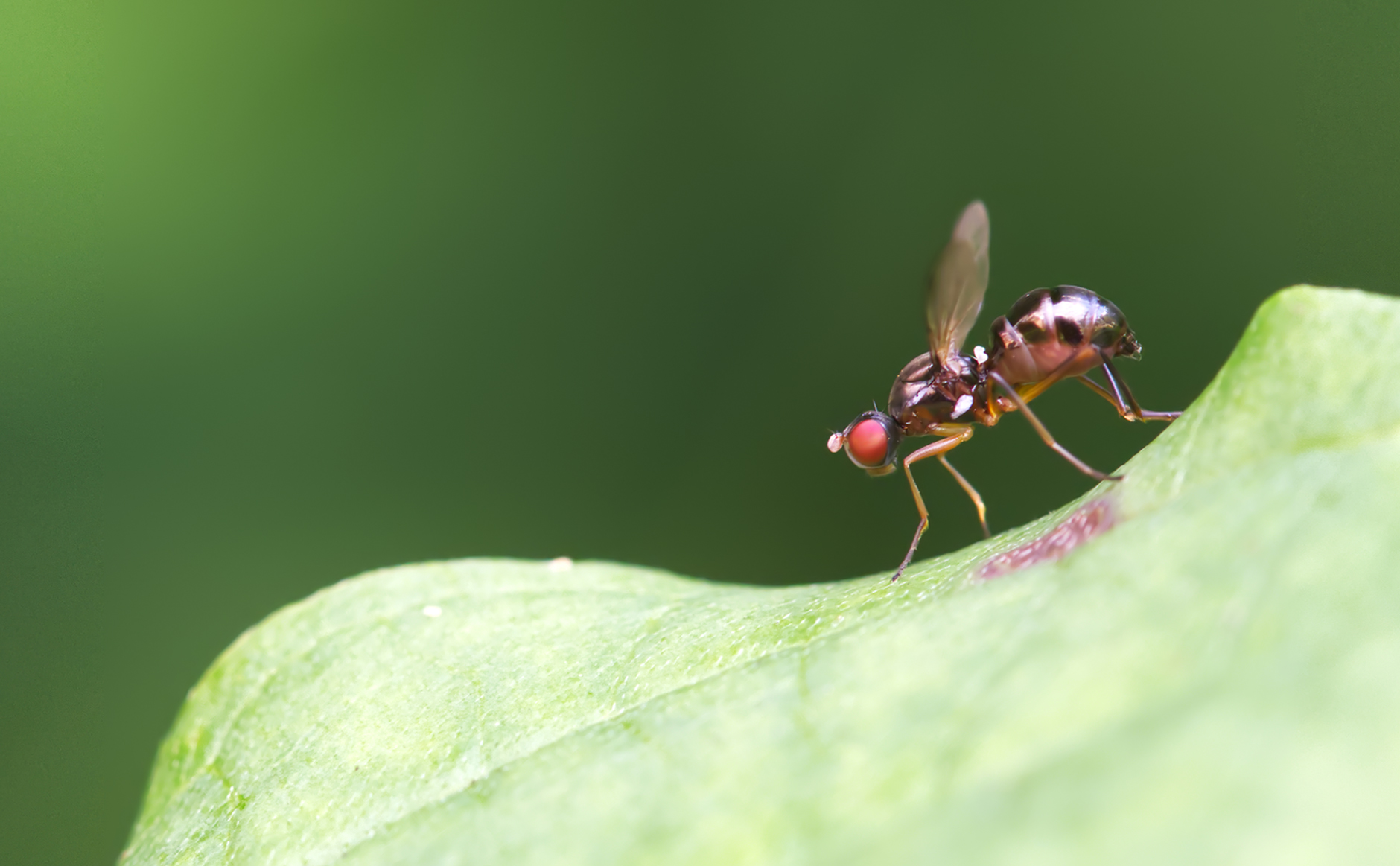 Schwingfliege02 (Nemopoda nitidula)