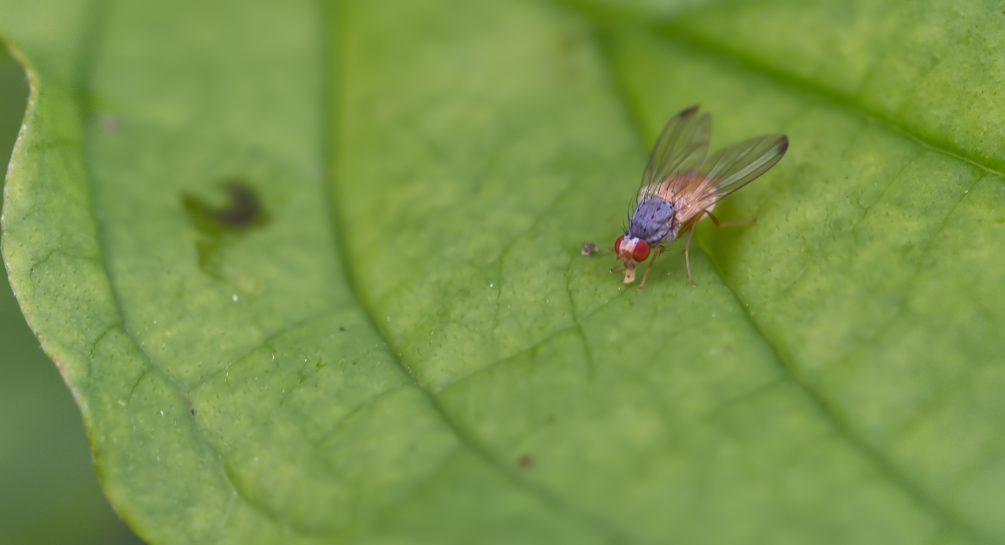 Zitterfliege (Palloptera ustulata)