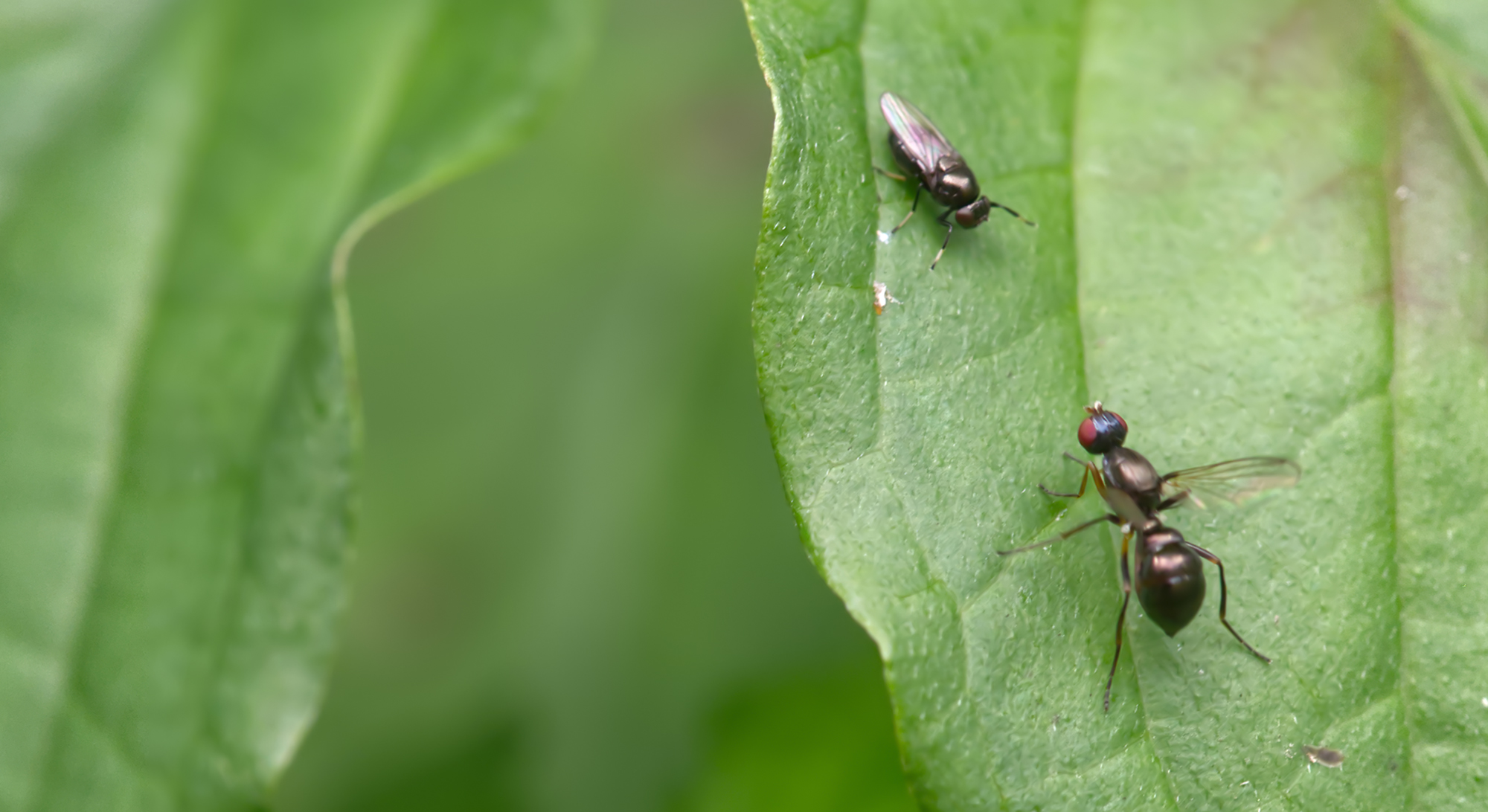 Schwingfliege (Nemopoda nitidula) und Nistfliege (Desmometopa sp.)