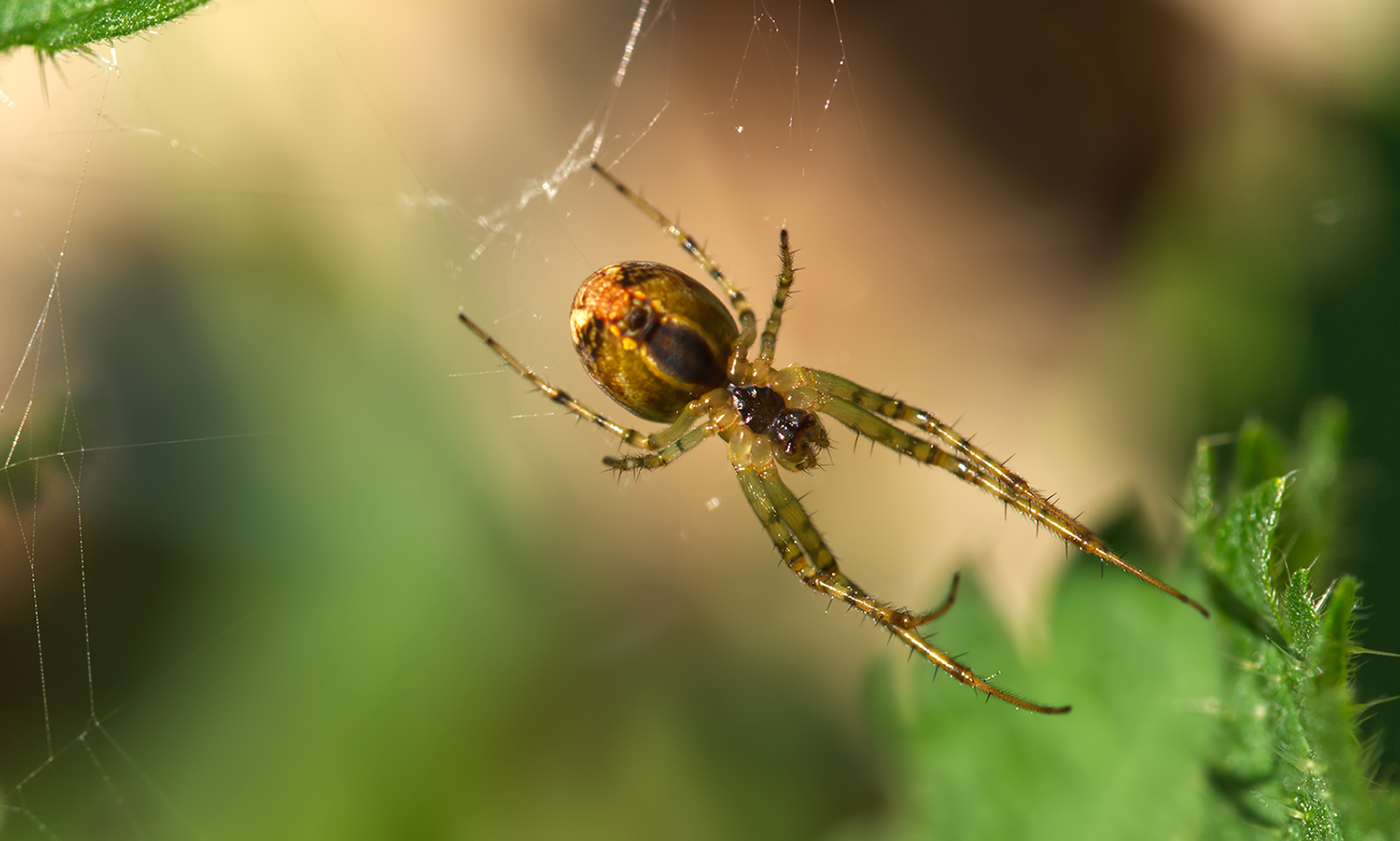 Herbstspinne (Metellina segmentata)