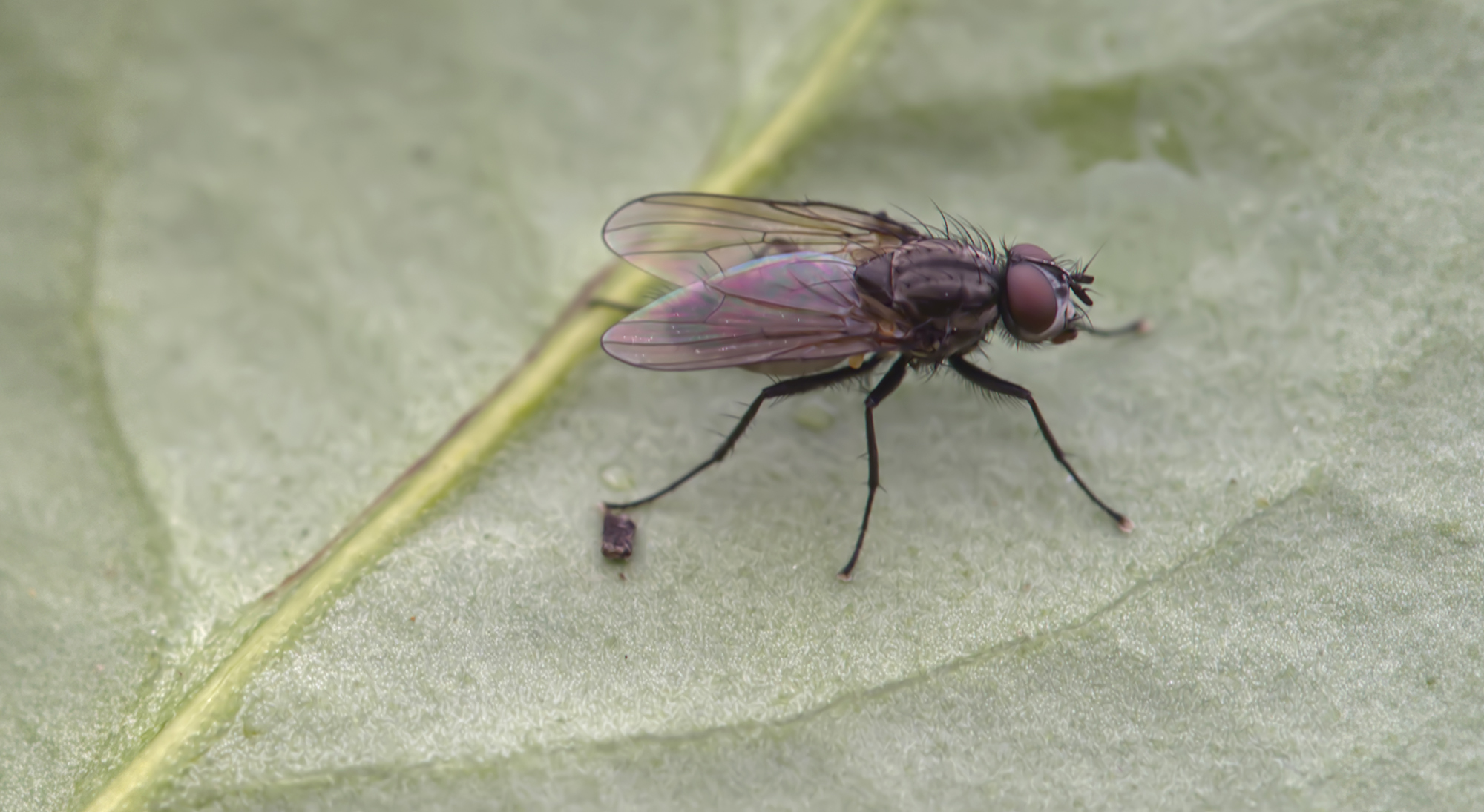 Blumenfliege (Hydrophoria lancifer)