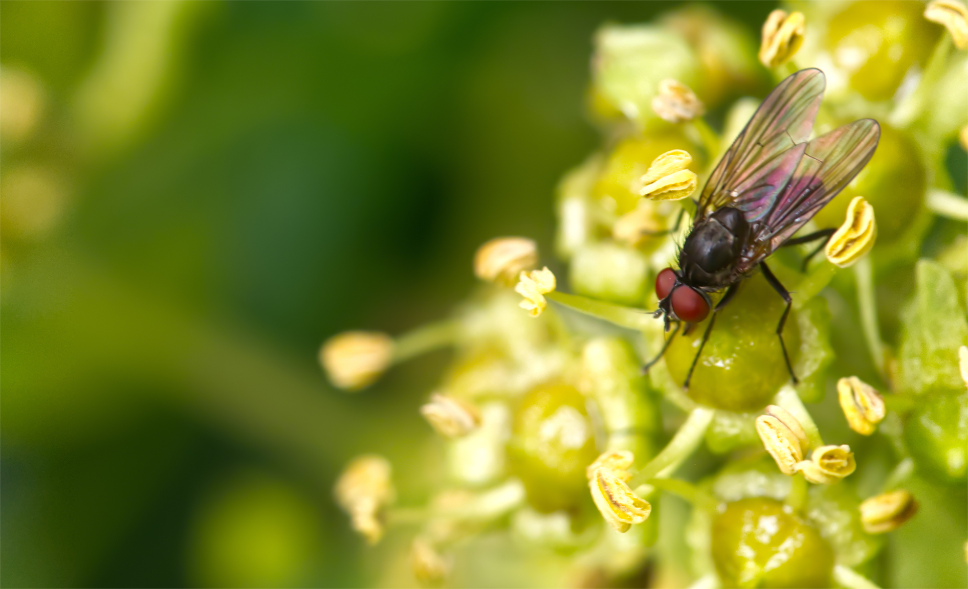 Echte Fliege (Hydrotaea cyrtoneurina)