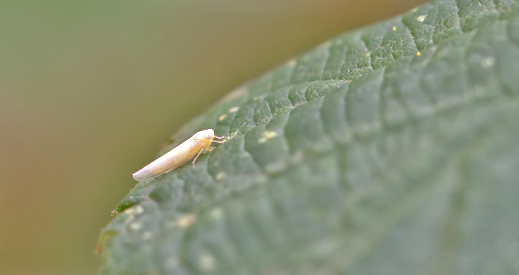 Brombeer-Blattzikade (Ribautiana debilis)