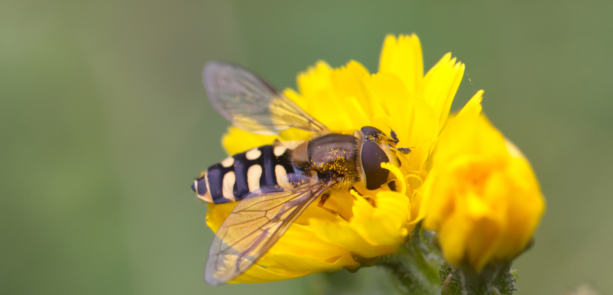 Schwebfliege (Epistrophella euchroma)