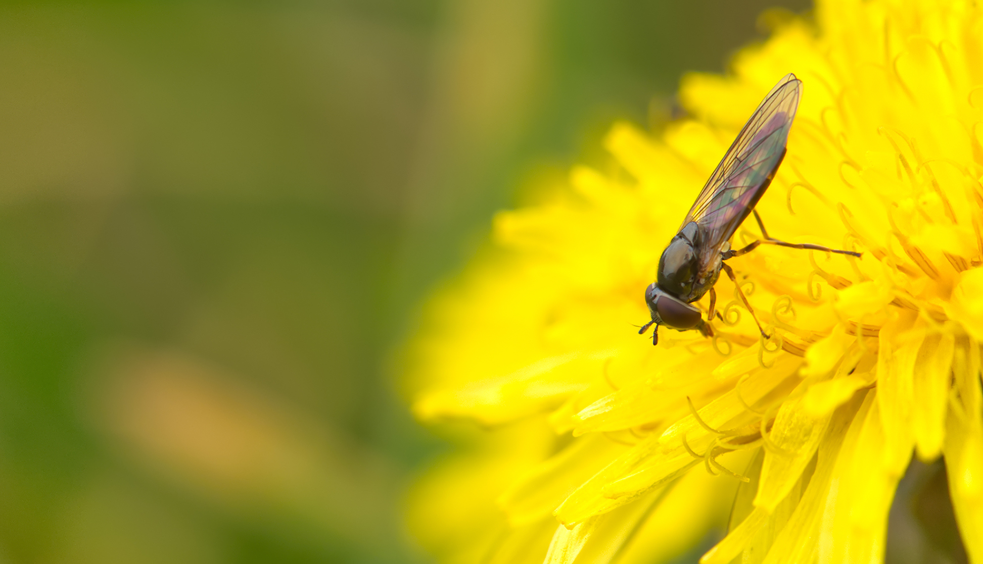 Schwebfliege (Platycheirus clypeatus)