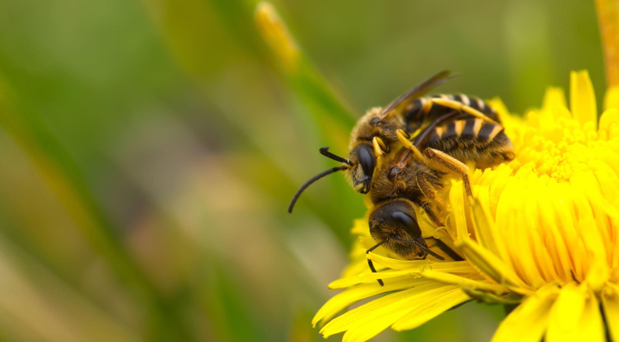 Gelbbindige Furchenbiene Paar02 (Halictus scabiosae)
