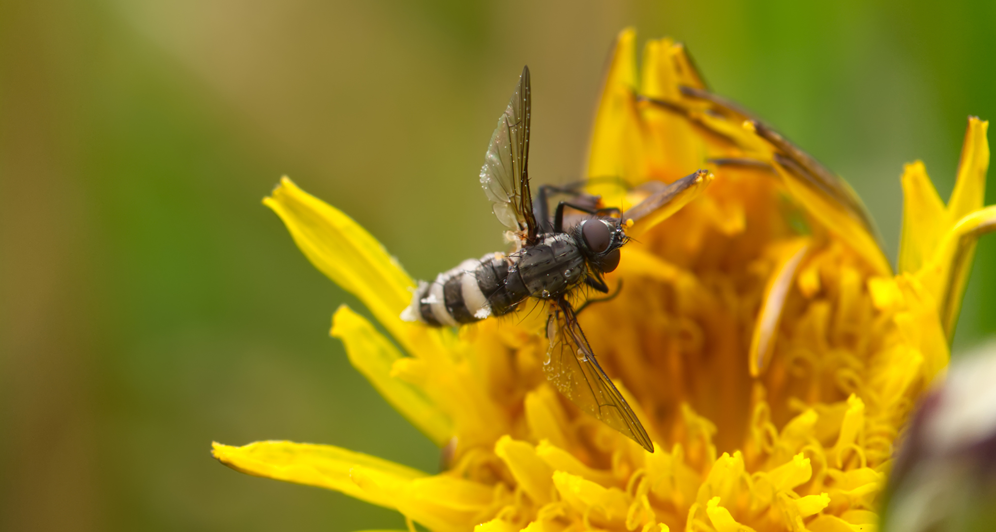 Weiße Breitbandschwebfliege (Leucozona laternaria)
